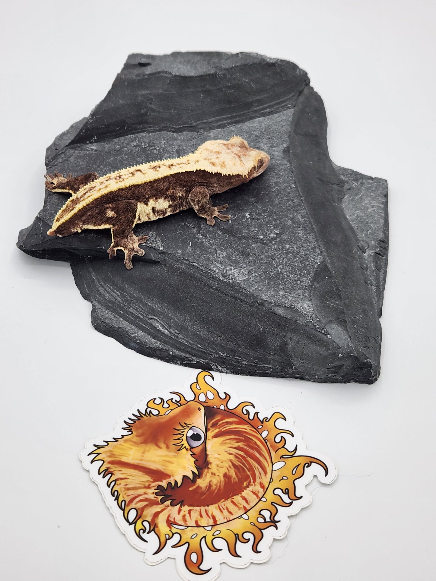 Crested Gecko - SOLD - Proven Breeder - Female (Succulent)