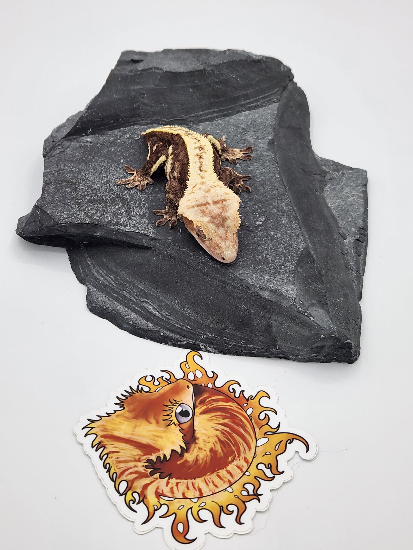 Crested Gecko - SOLD - Proven Breeder - Female (Succulent)