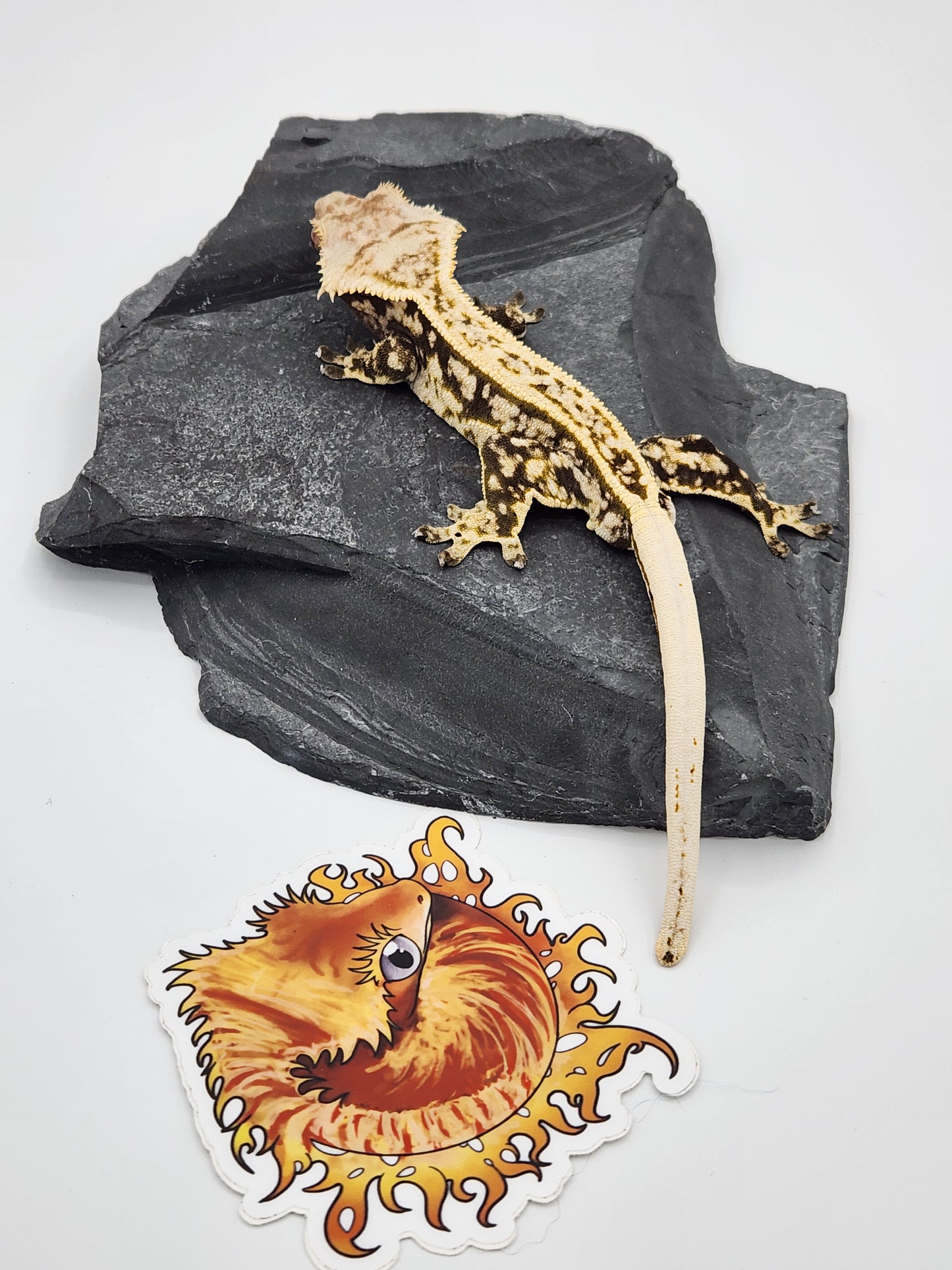 Crested Gecko - SOLD - Male (Kaanapali)