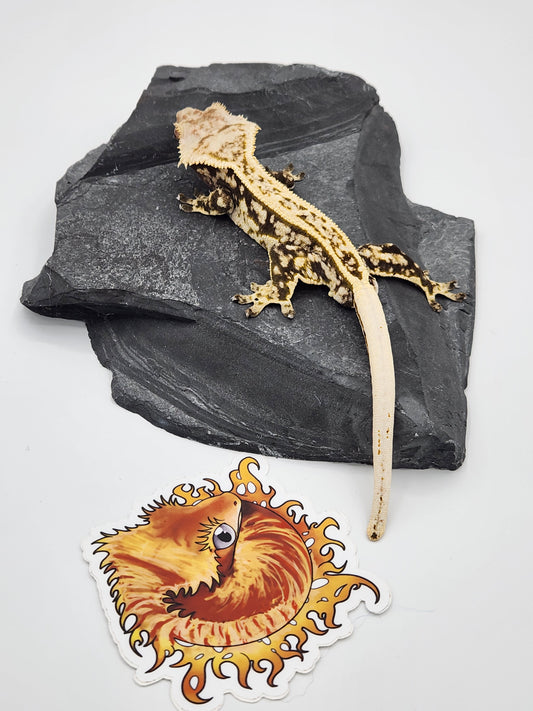 Crested Gecko - SOLD - Male (Kaanapali)
