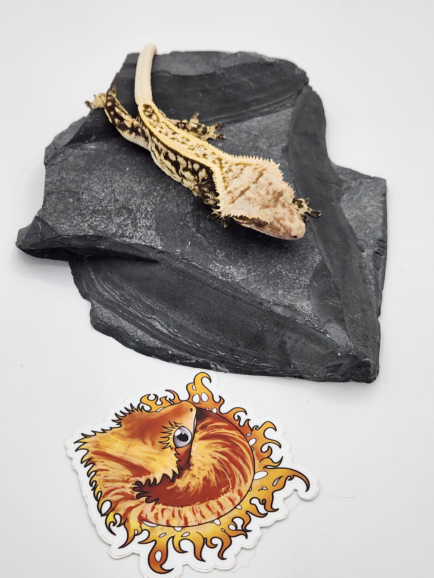 Crested Gecko - SOLD - Male (Kaanapali)