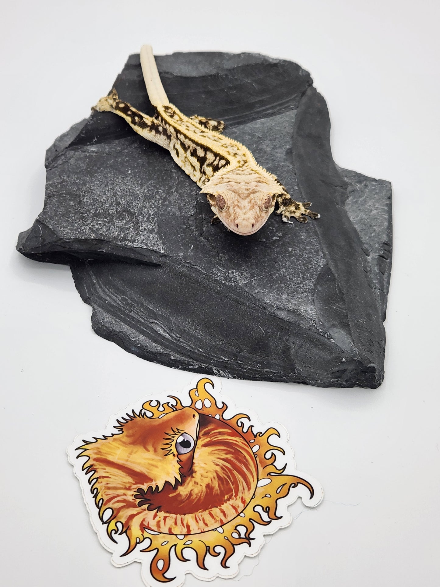 Crested Gecko - SOLD - Male (Kaanapali)