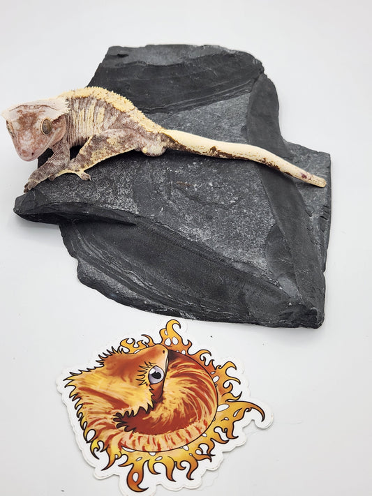 Crested Gecko - SOLD - Male DOB 12-22-15 Azurite (Amarilla x Lundi)