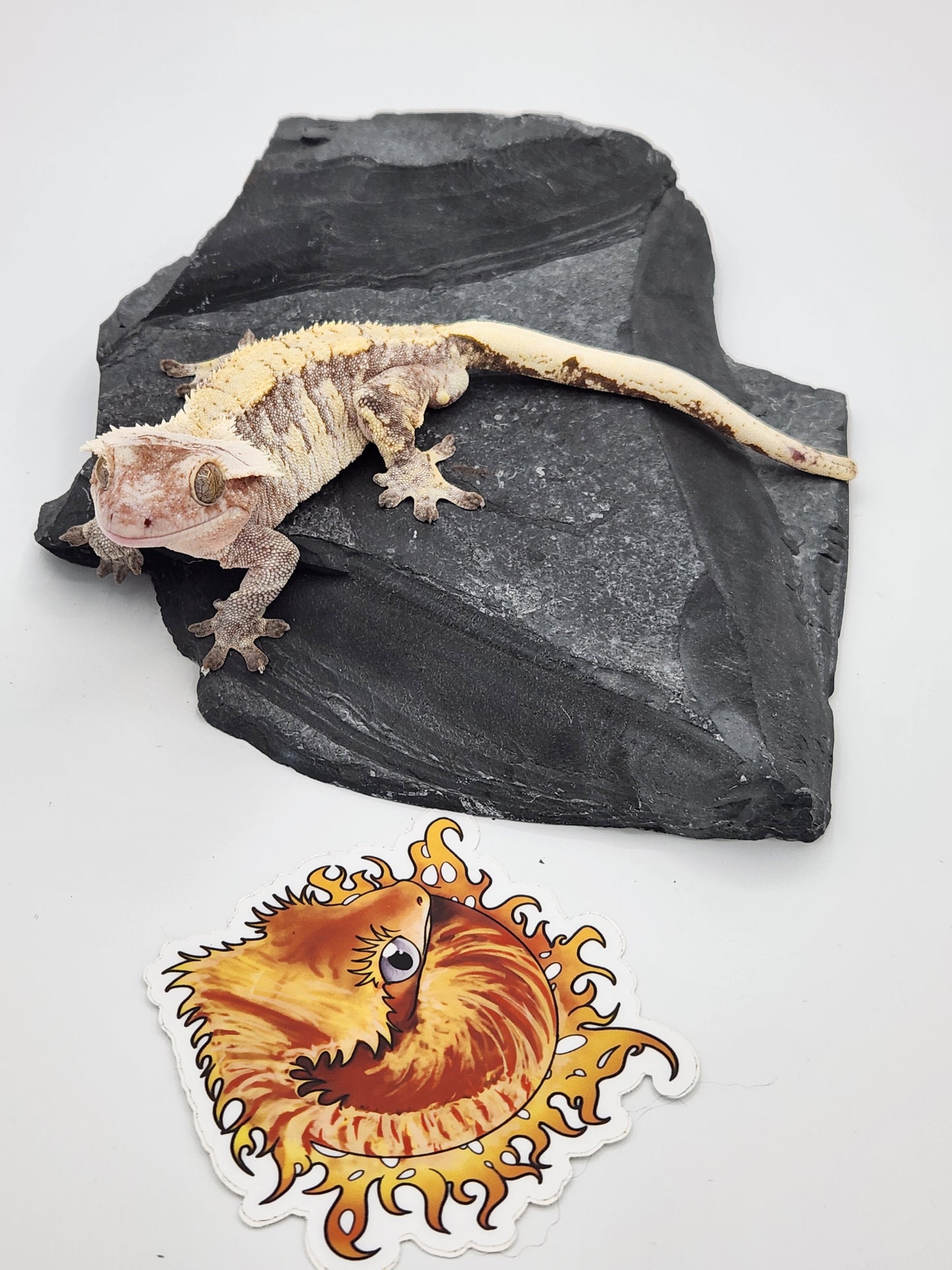 Crested Gecko - SOLD - Male DOB 12-22-15 Azurite (Amarilla x Lundi)