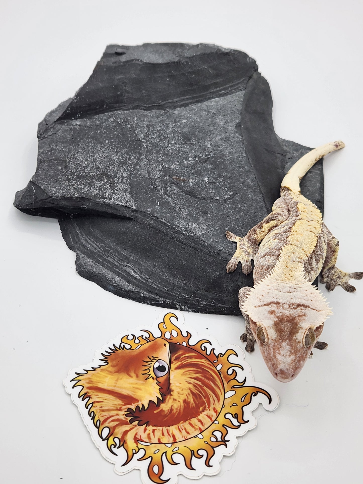 Crested Gecko - SOLD - Male DOB 12-22-15 Azurite (Amarilla x Lundi)