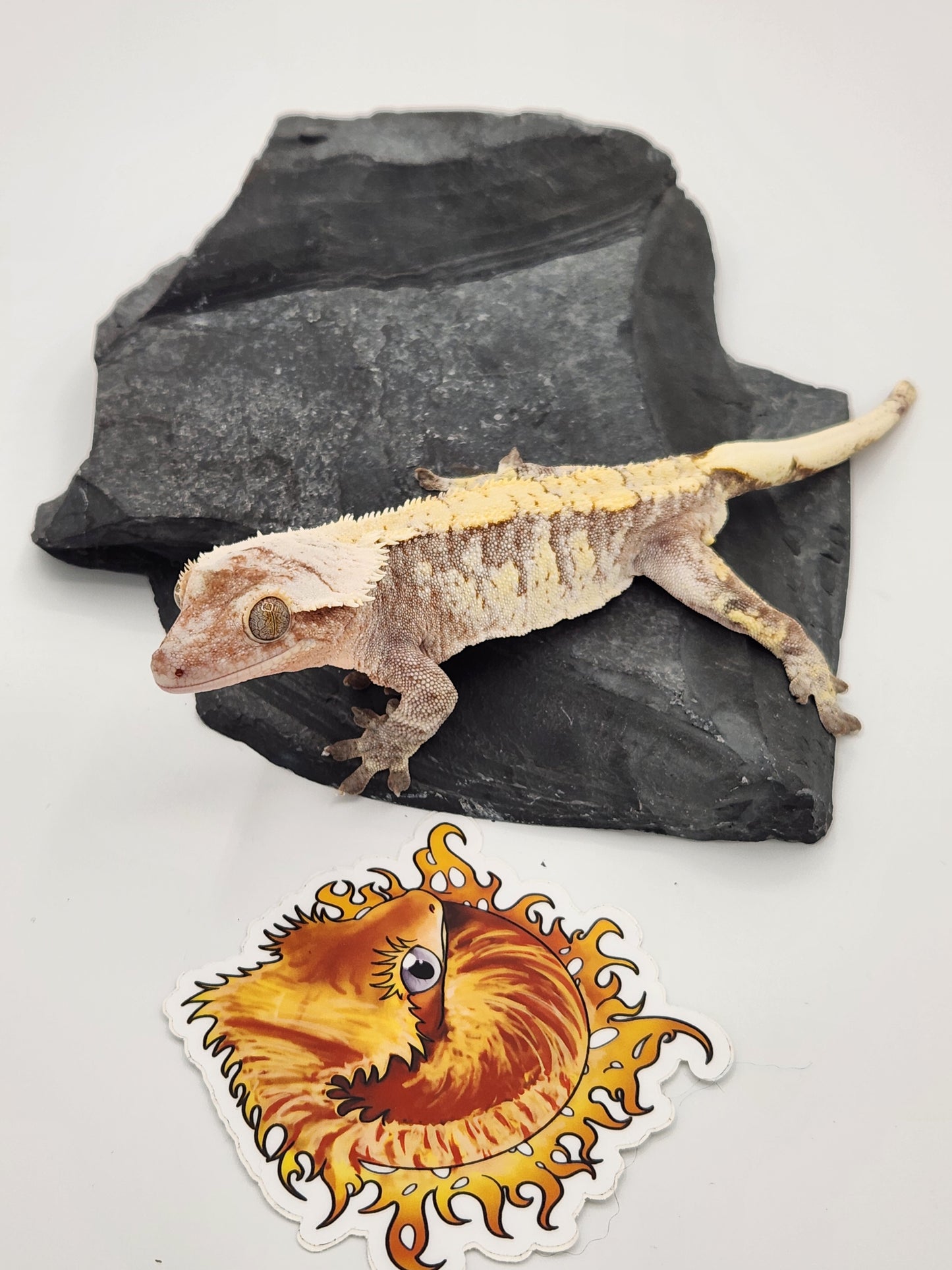 Crested Gecko - SOLD - Male DOB 12-22-15 Azurite (Amarilla x Lundi)