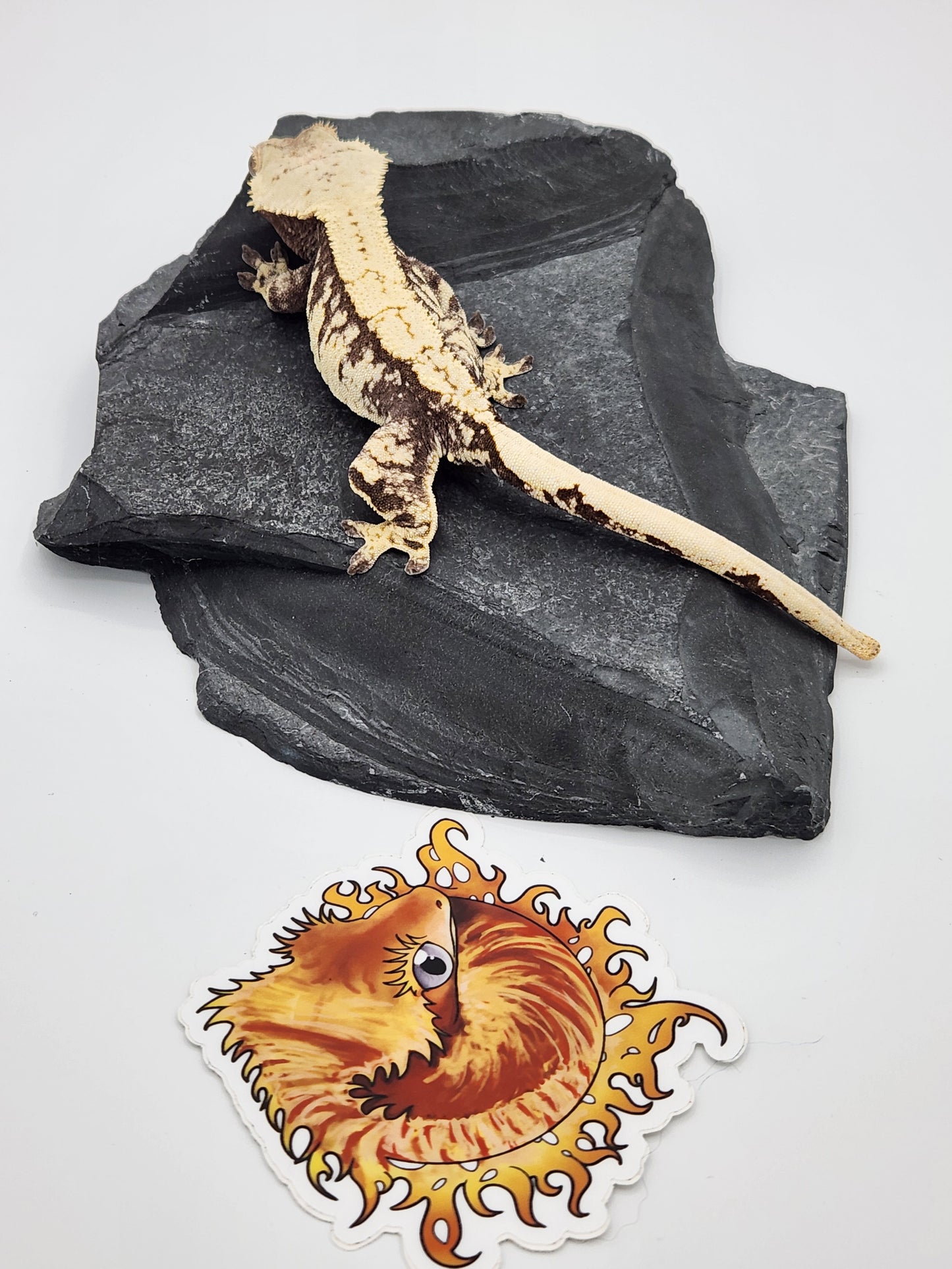 Crested Gecko - SOLD - Proven Breeder - Female (Moonrise)