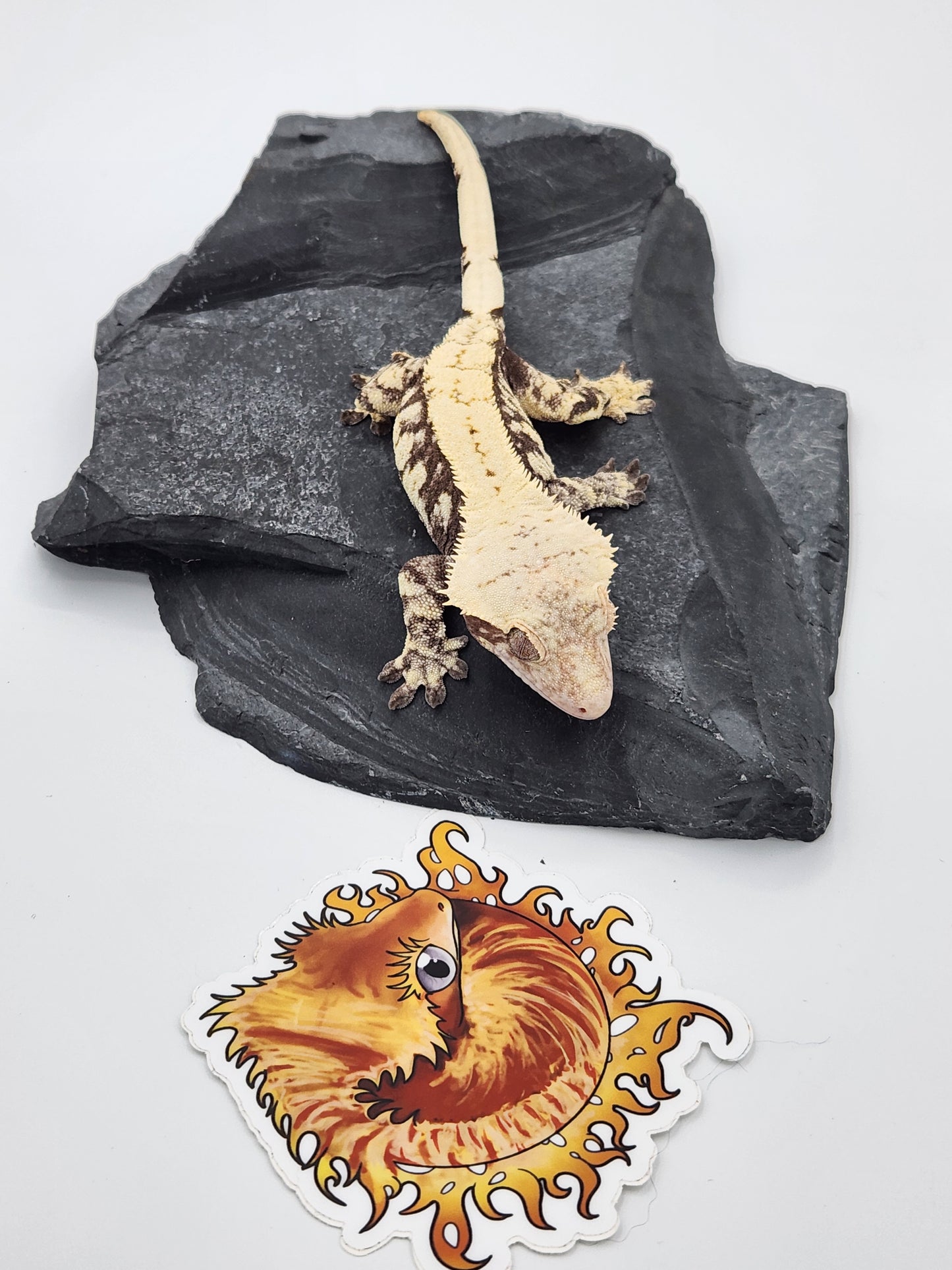 Crested Gecko - SOLD - Proven Breeder - Female (Moonrise)