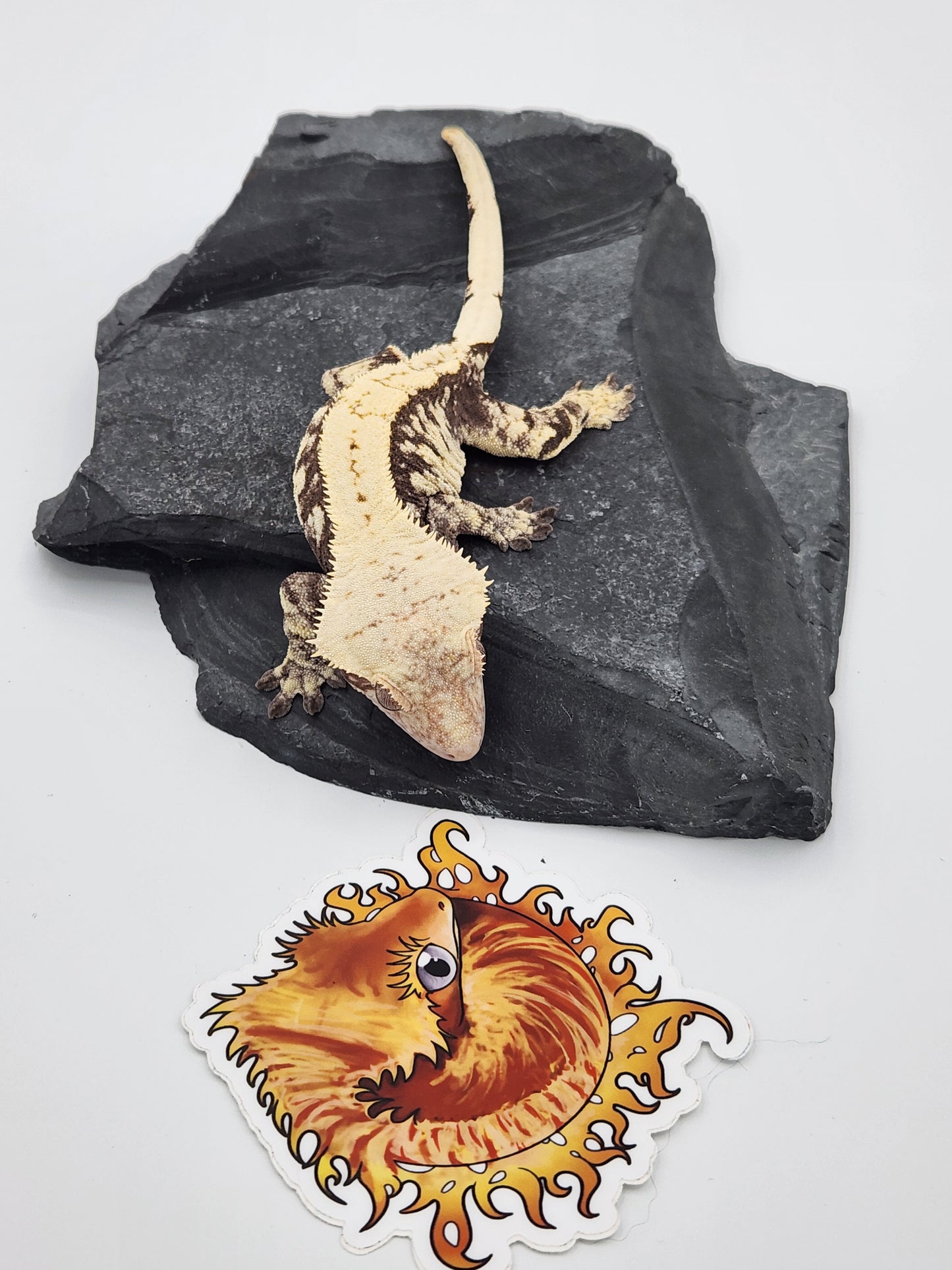 Crested Gecko - SOLD - Proven Breeder - Female (Moonrise)