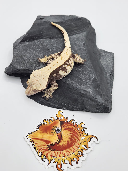 Crested Gecko - SOLD - Proven Breeder - Female (Moonrise)
