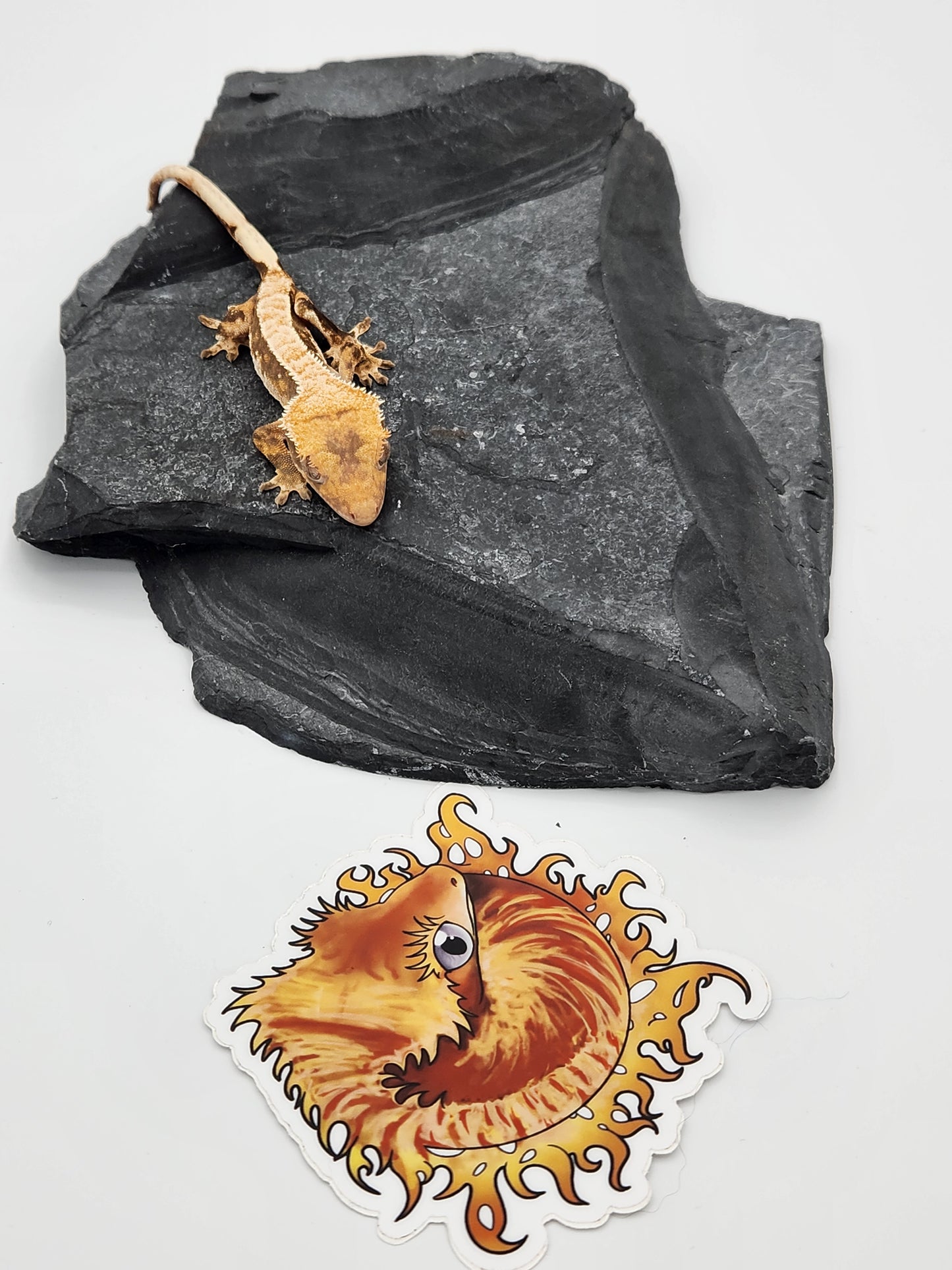 Crested Gecko - Female DOB 01-03-23 (Starmunch x Brock)