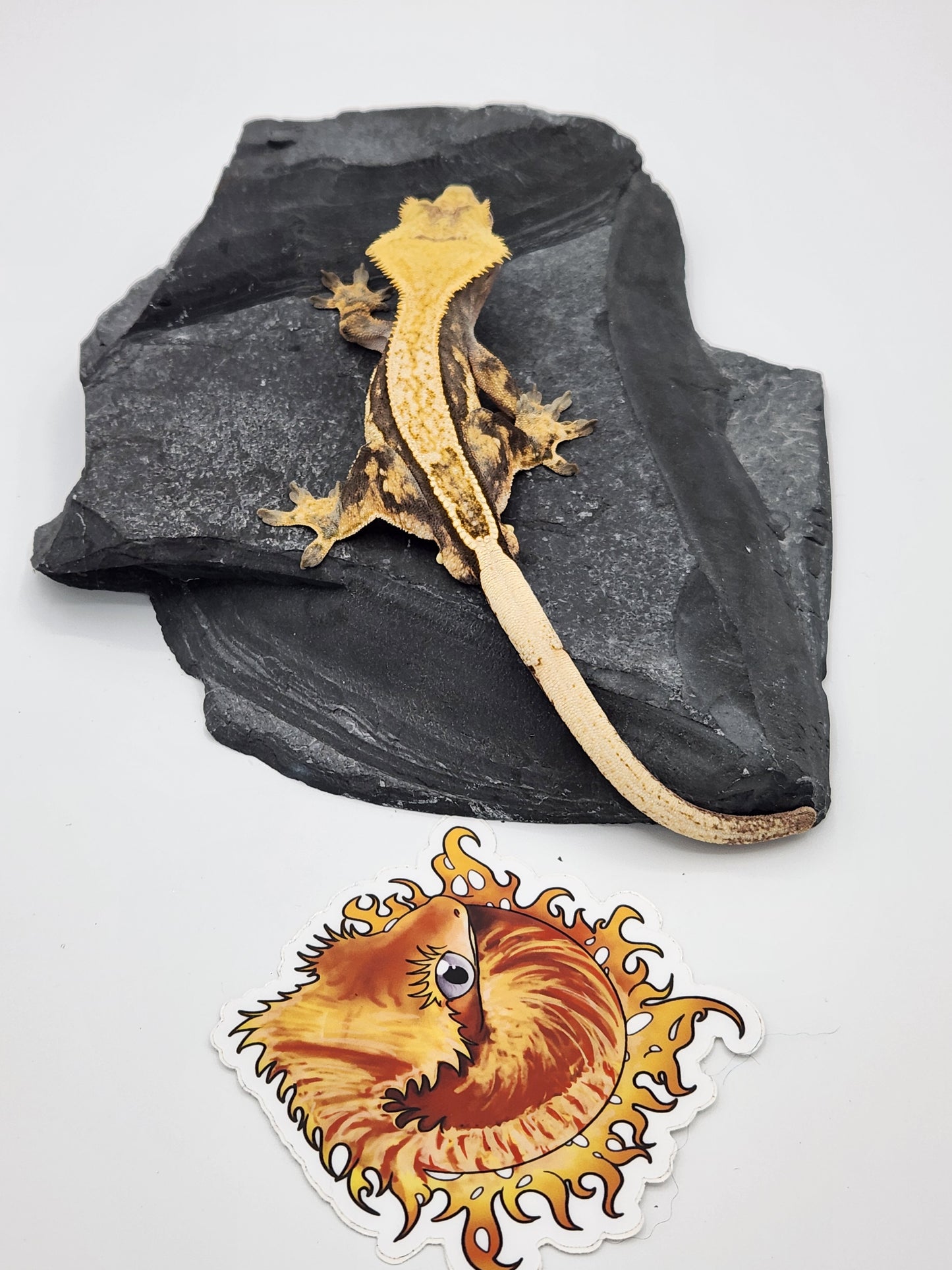 Crested Gecko - Male DOB 07-10-22 (Titus x Starfire)