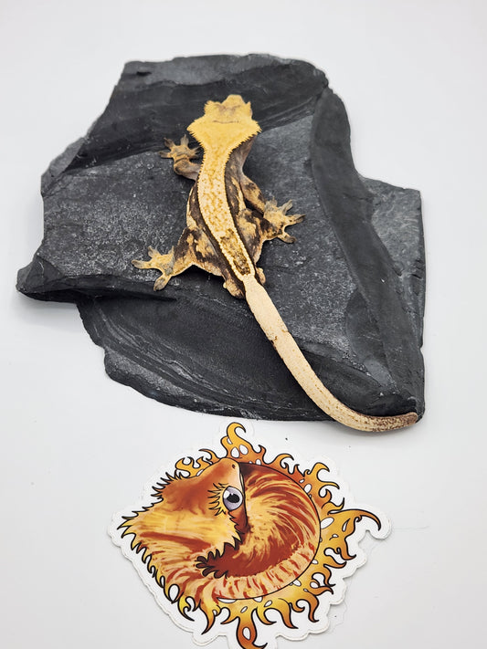 Crested Gecko - Male DOB 07-10-22 (Titus x Starfire)