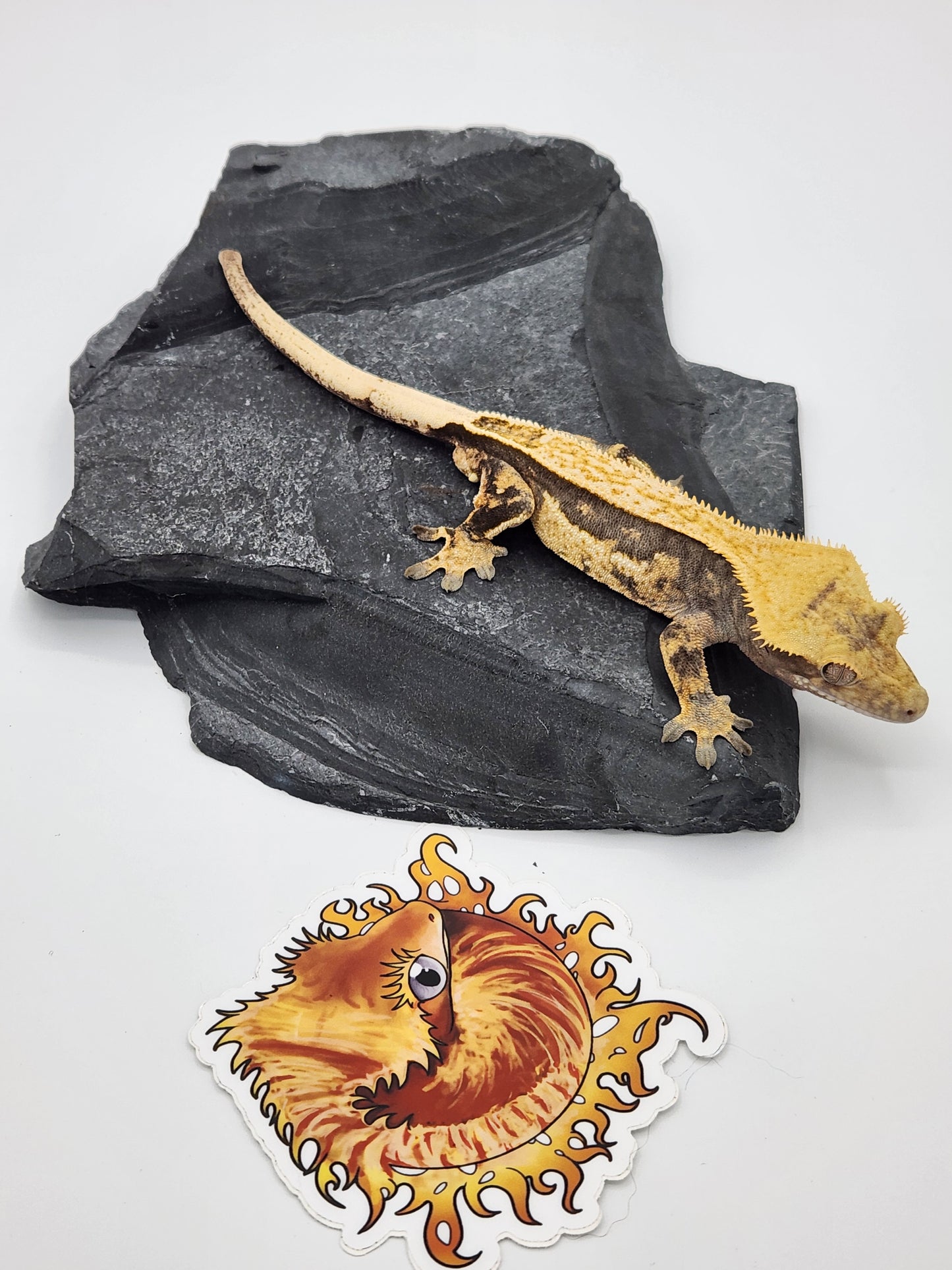 Crested Gecko - Male DOB 07-10-22 (Titus x Starfire)