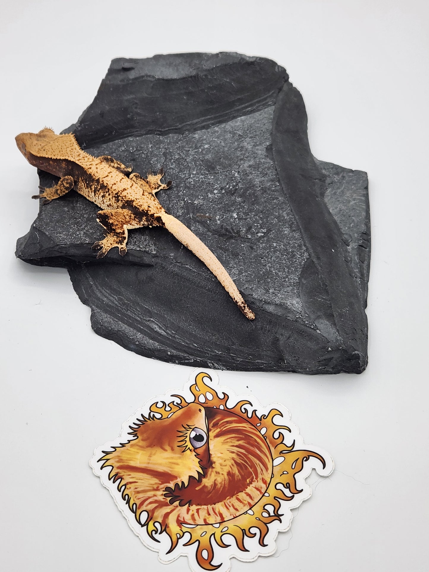 Crested Gecko - SOLD - Female DOB 12-03-2022 (Heather x Mystic)