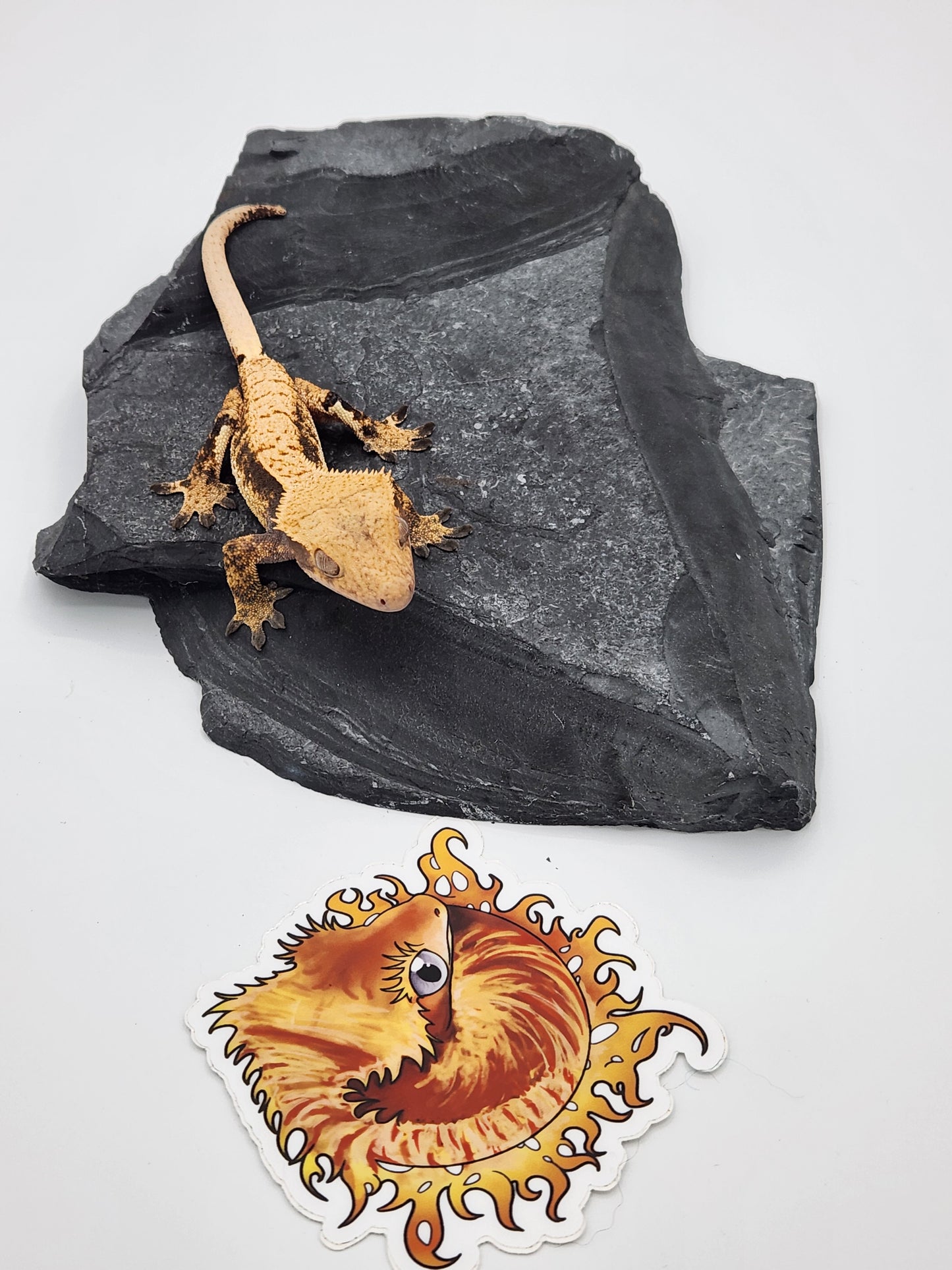 Crested Gecko - SOLD - Female DOB 12-03-2022 (Heather x Mystic)