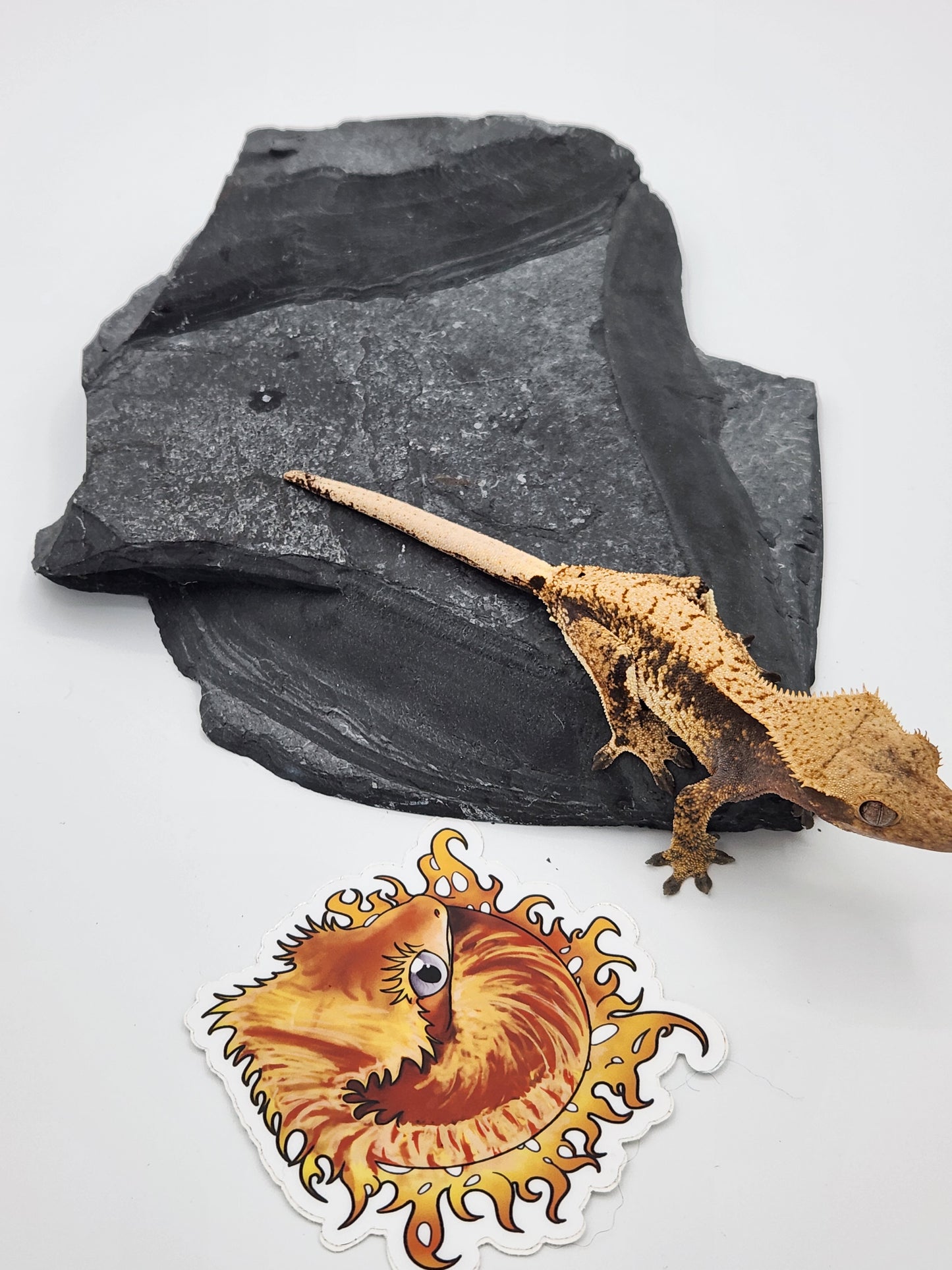 Crested Gecko - SOLD - Female DOB 12-03-2022 (Heather x Mystic)