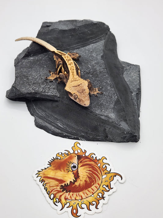 Crested Gecko - Male DOB 8-10-22 Houdini (Titus x Starfire)