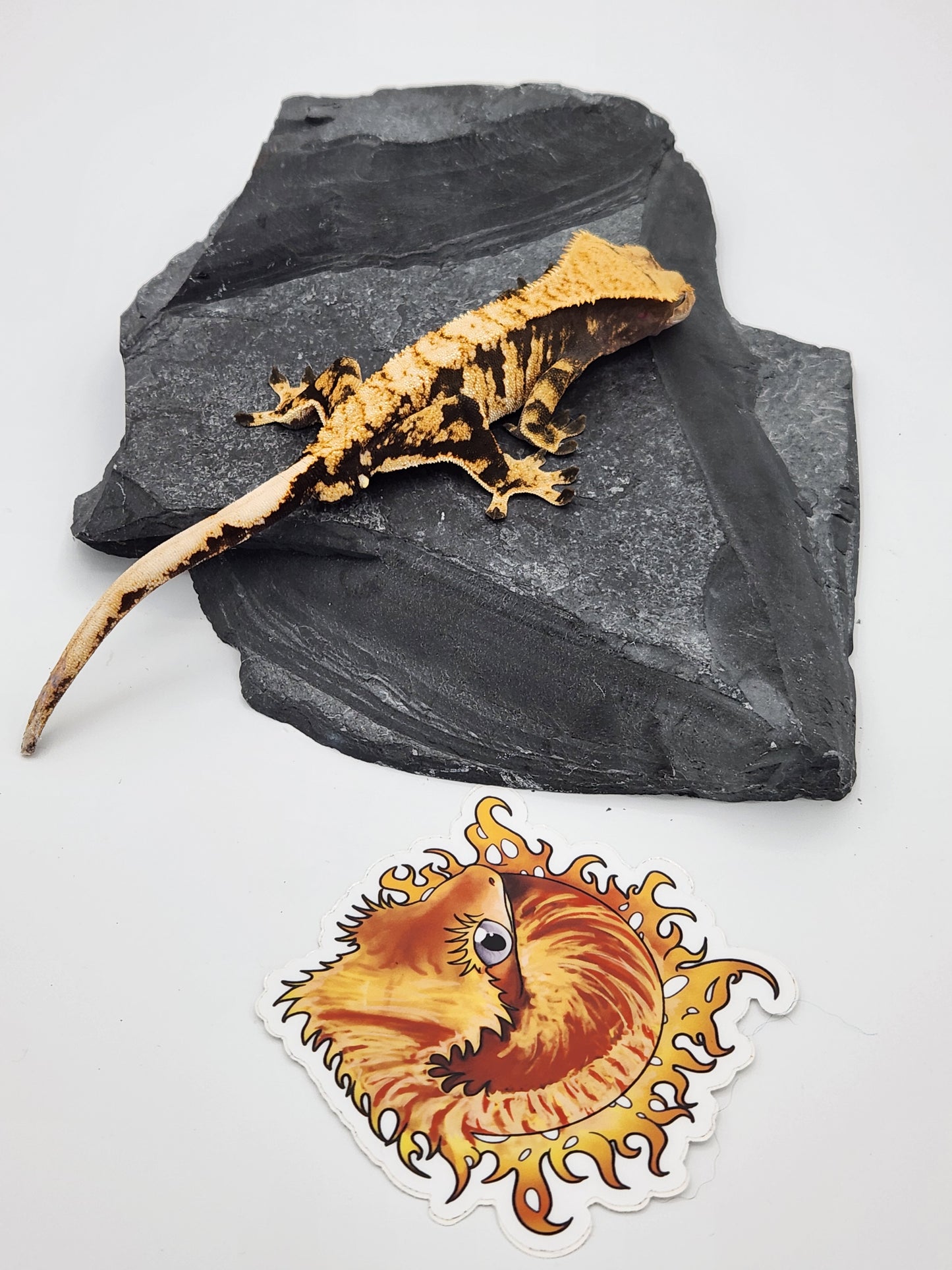 Crested Gecko - SOLD - Male DOB 09-03-22 (Radiance x Haku)