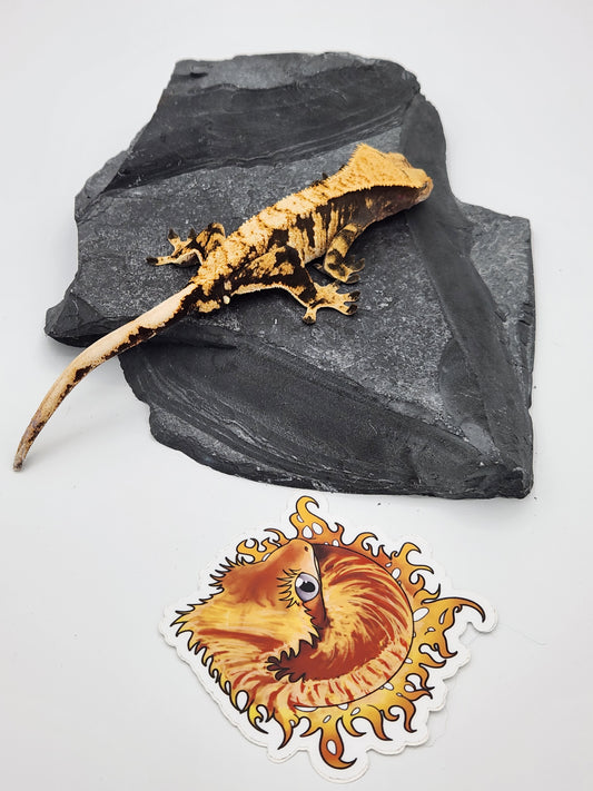 Crested Gecko - SOLD - Male DOB 09-03-22 (Radiance x Haku)
