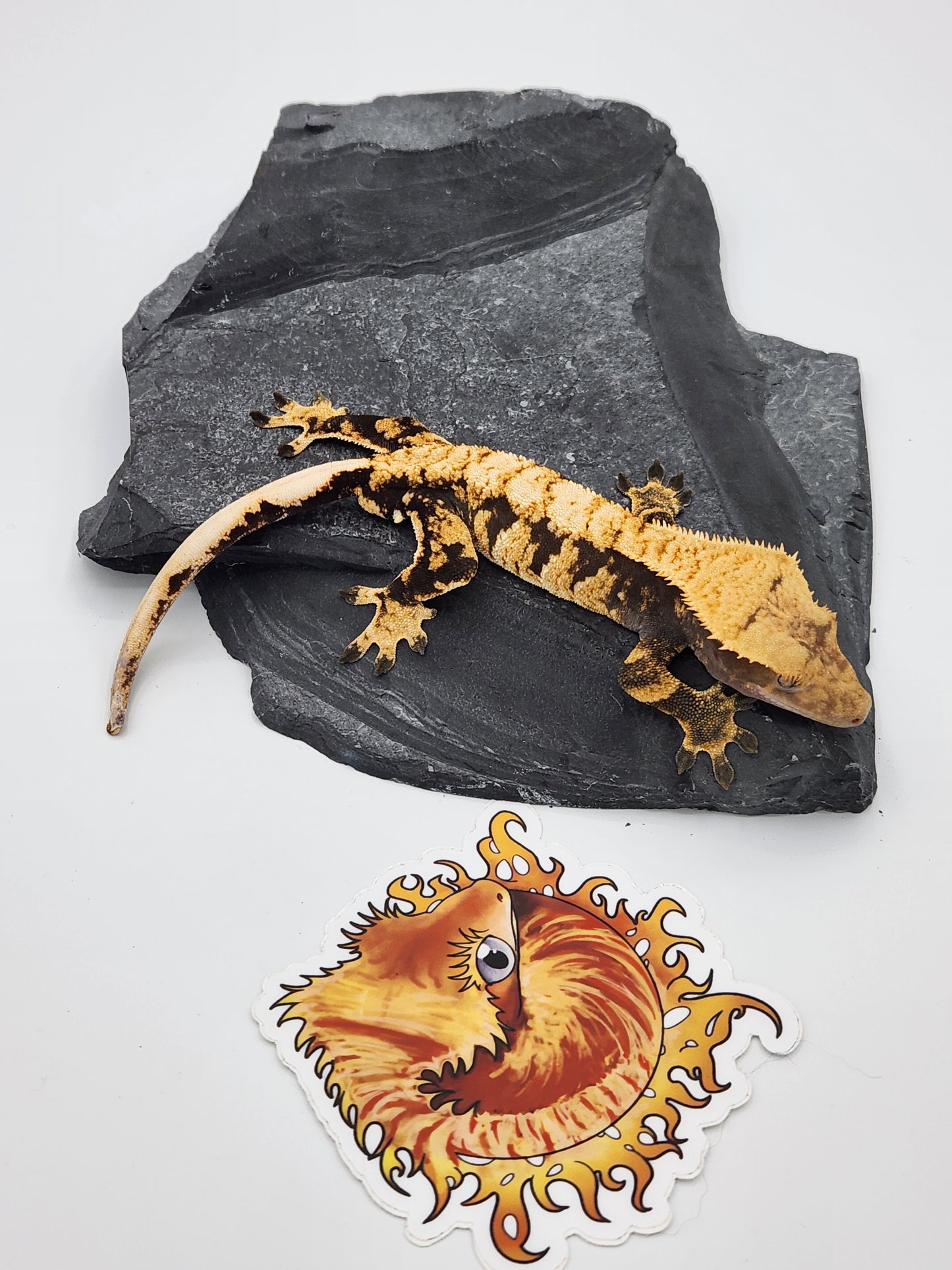 Crested Gecko - SOLD - Male DOB 09-03-22 (Radiance x Haku)