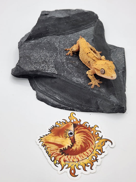 Crested Gecko - SOLD - Male DOB 09-18-21 (Dimmi x Tres)