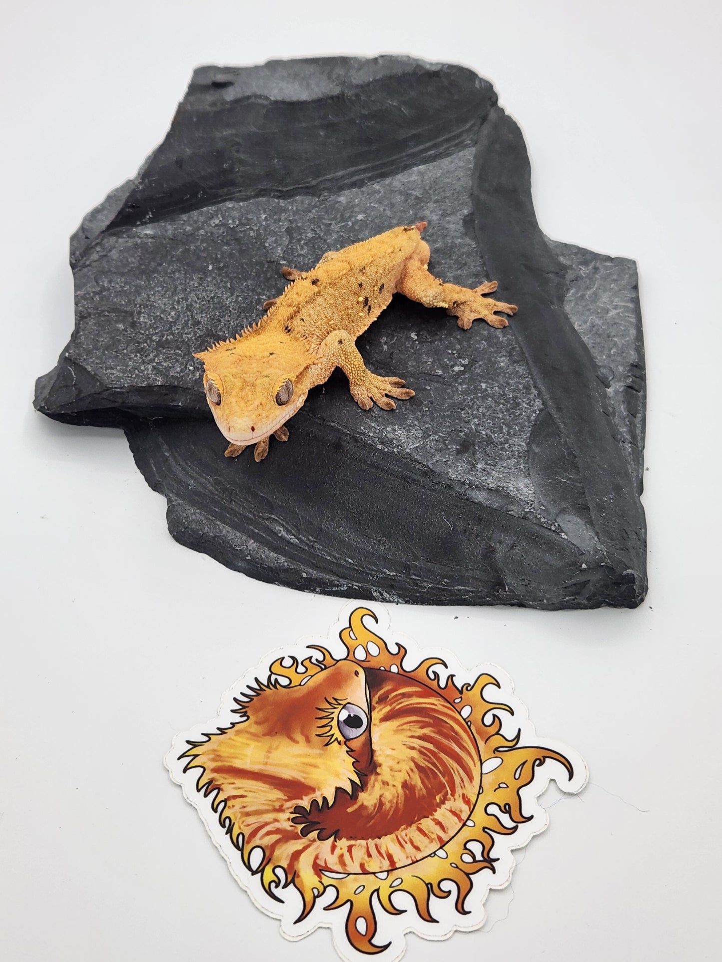 Crested Gecko - SOLD - Male DOB 09-18-21 (Dimmi x Tres)