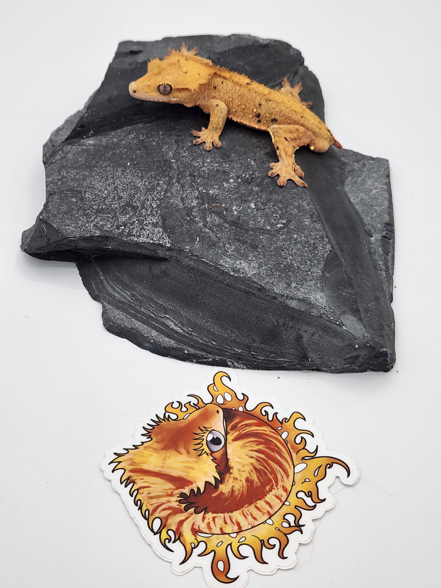 Crested Gecko - SOLD - Male DOB 09-18-21 (Dimmi x Tres)