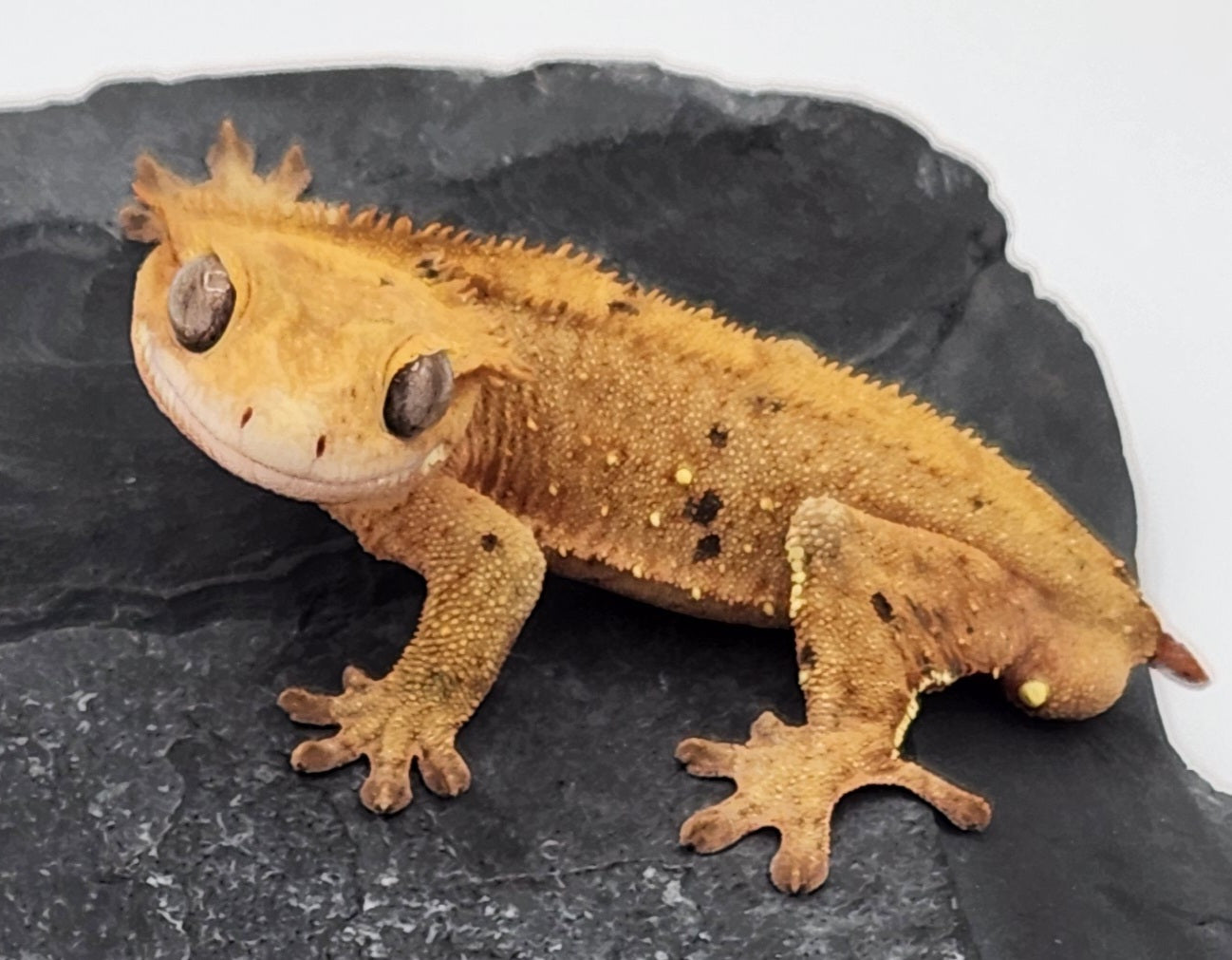 Crested Gecko - SOLD - Male DOB 09-18-21 (Dimmi x Tres)