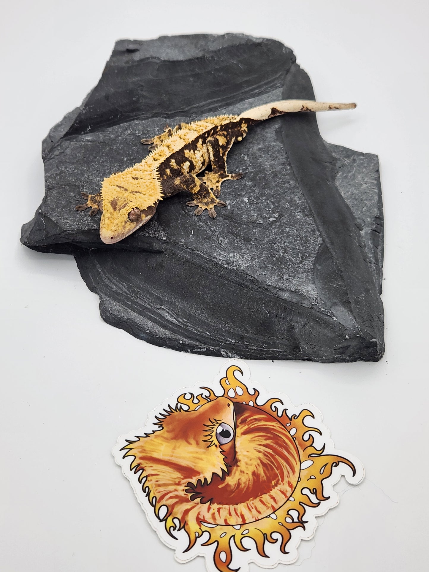 Crested Gecko - SOLD - Male DOB 08-03-22 (Mark Pink x Origin)