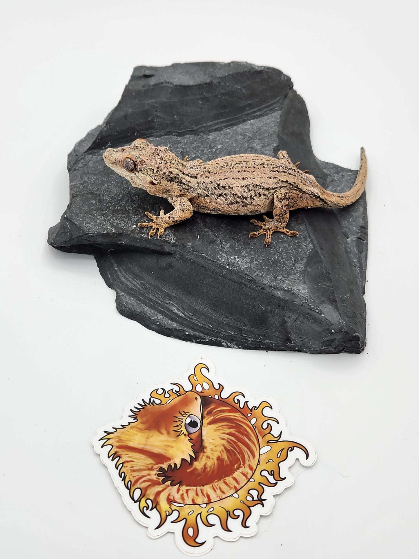 Gargoyle Gecko - SOLD - Proven Breeder - Female (Key x Po 1)