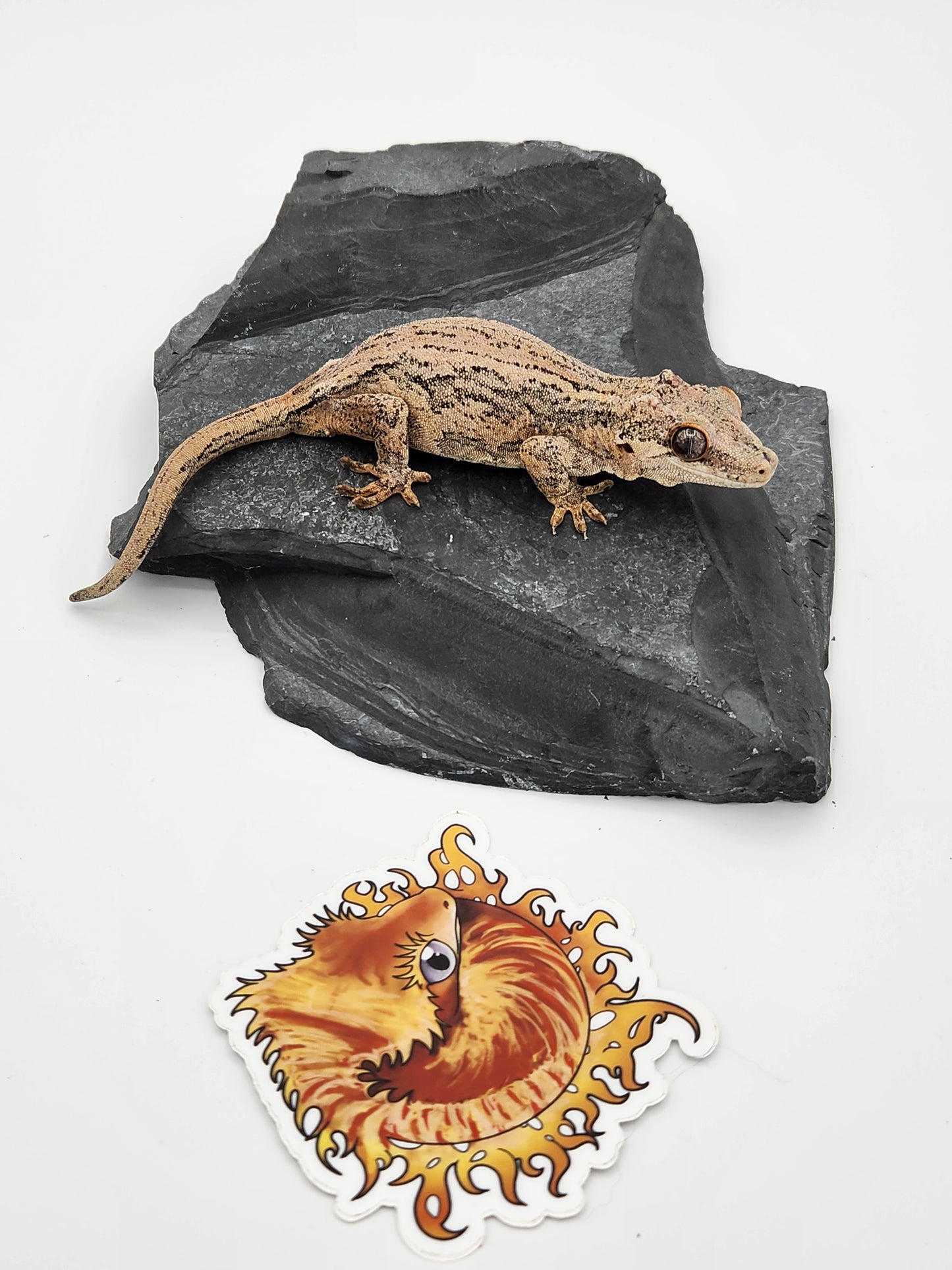 Gargoyle Gecko - SOLD - Proven Breeder - Female (Key x Po 1)