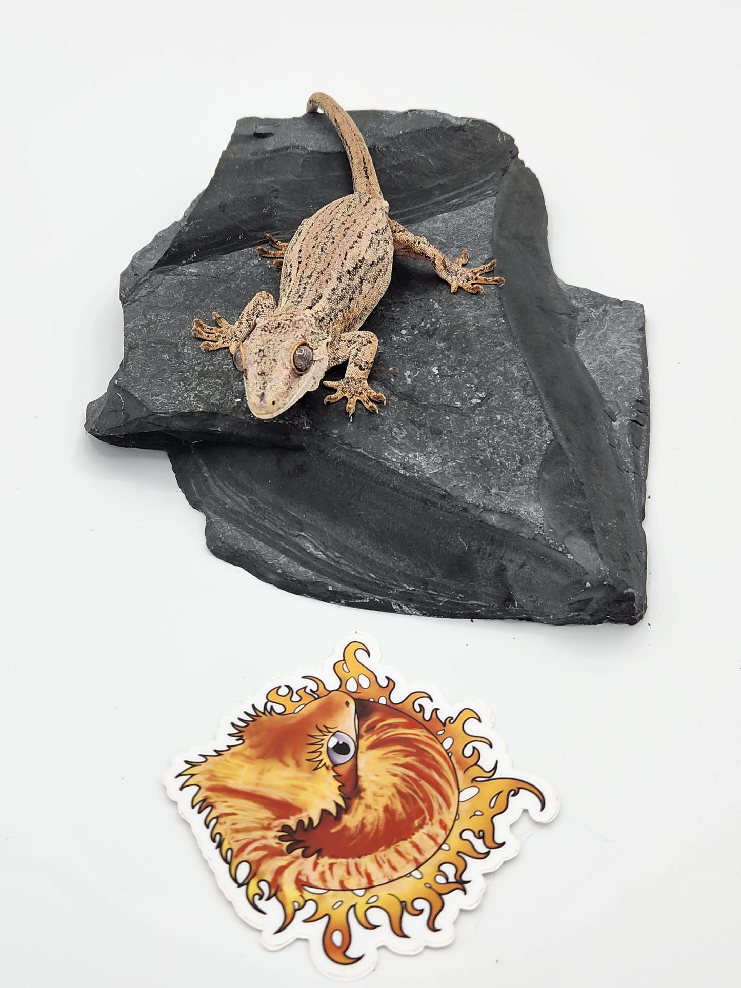 Gargoyle Gecko - SOLD - Proven Breeder - Female (Key x Po 1)