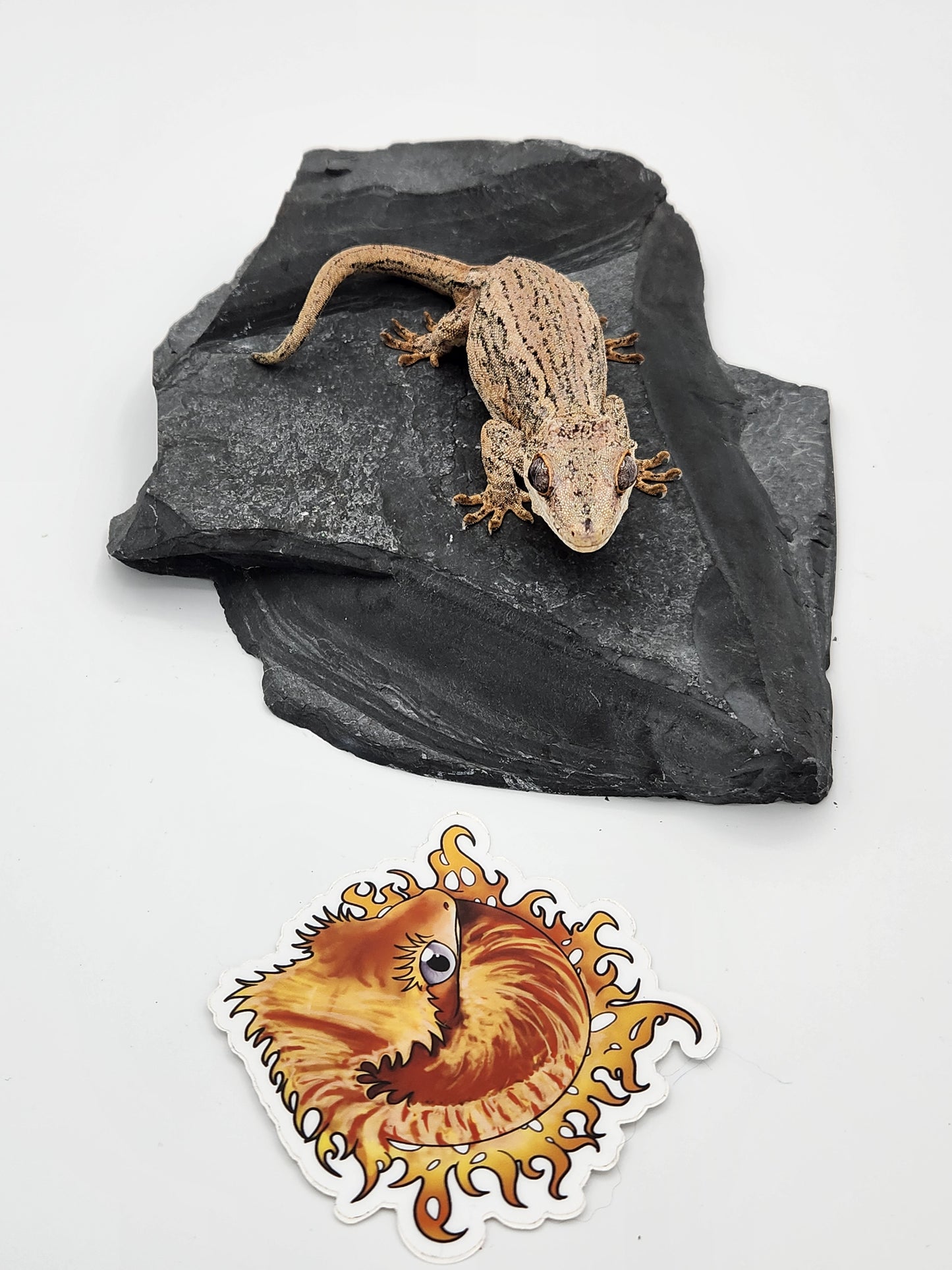 Gargoyle Gecko - SOLD - Proven Breeder - Female (Key x Po 1)