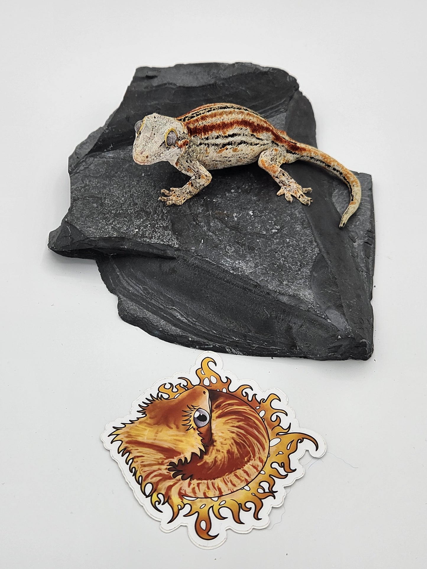 Gargoyle Gecko - Proven Breeder - Female DOB 06-30-16 (Smeagol x Frona)