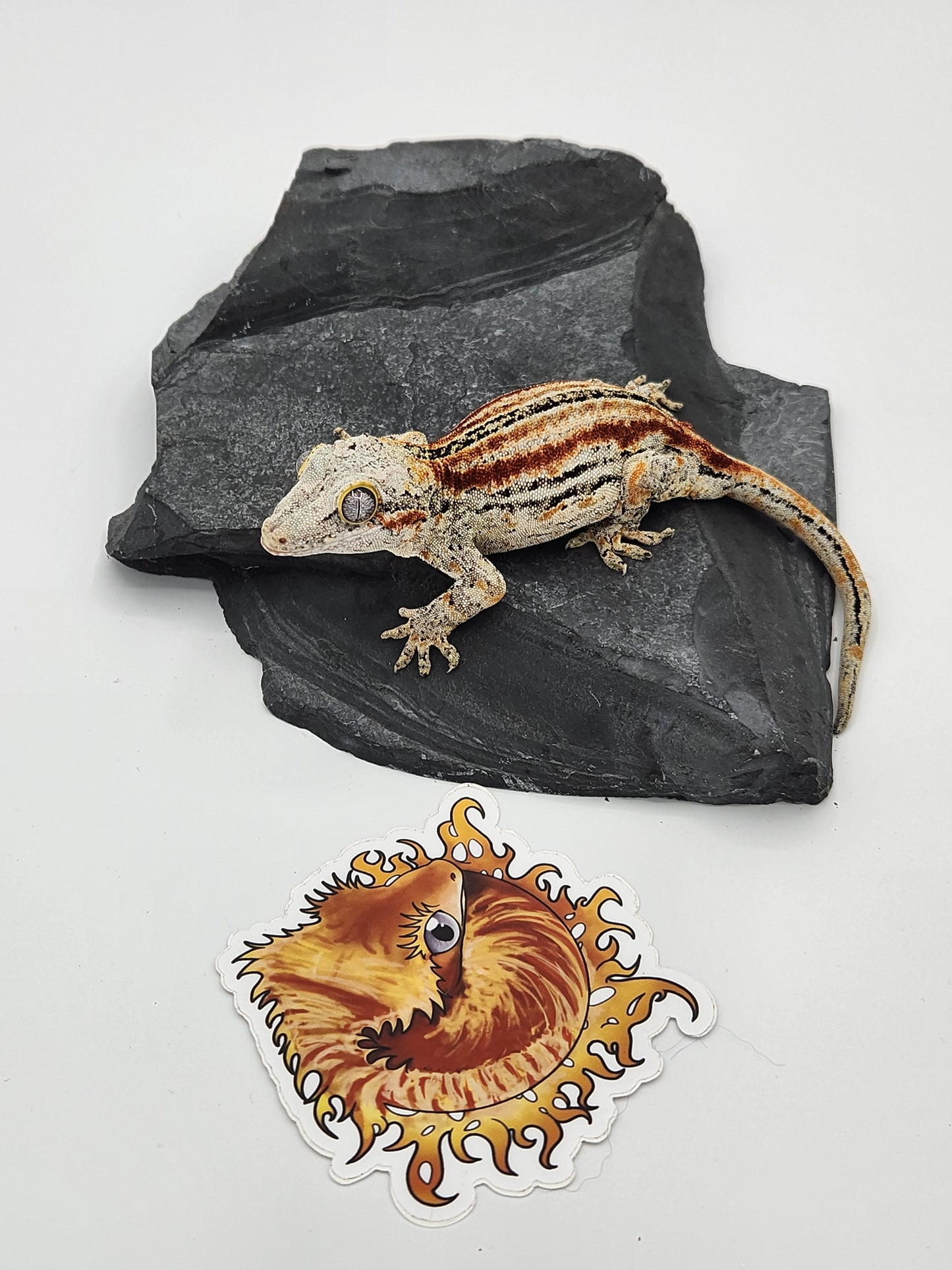 Gargoyle Gecko - Proven Breeder - Female DOB 06-30-16 (Smeagol x Frona)