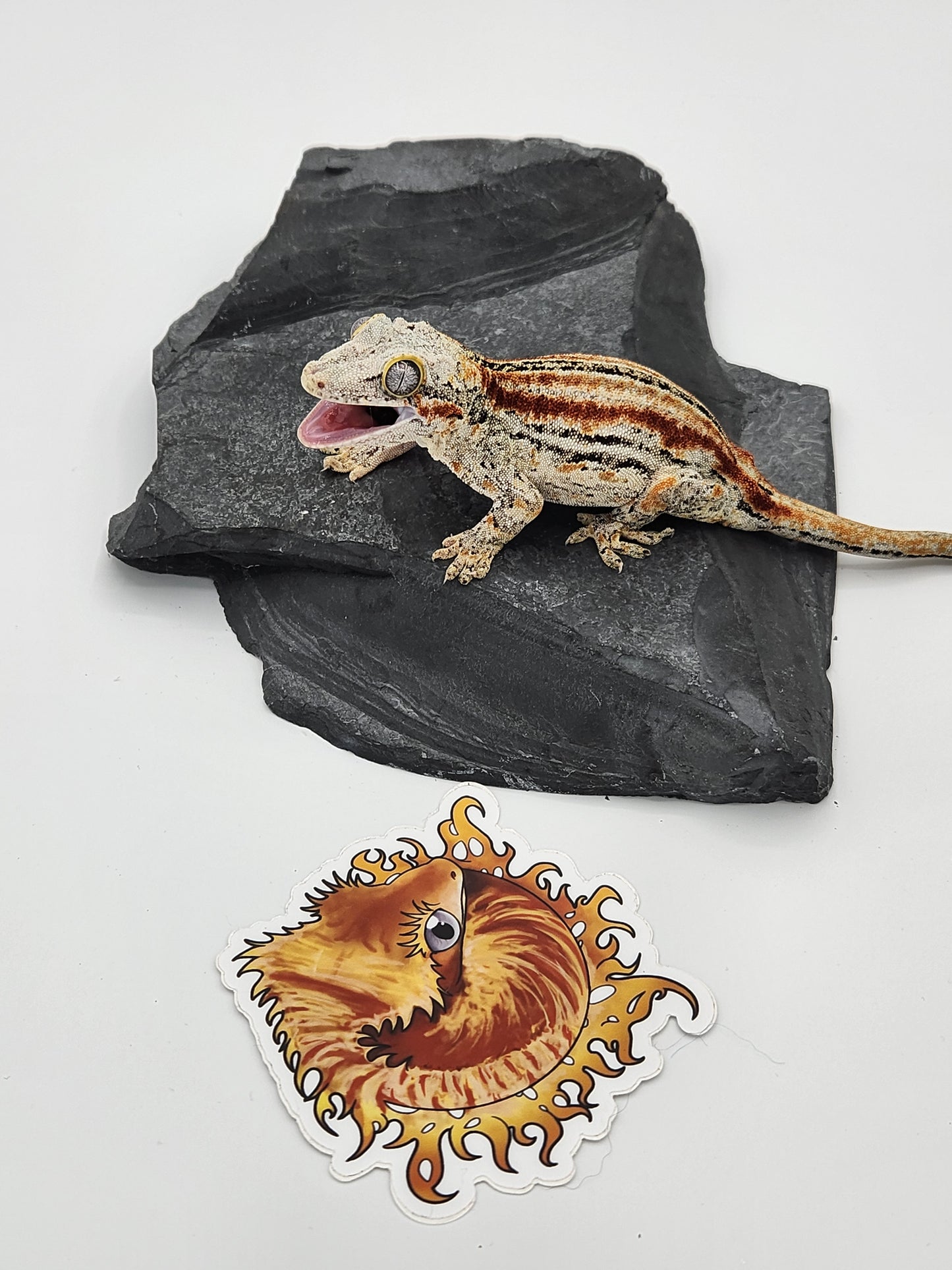 Gargoyle Gecko - Proven Breeder - Female DOB 06-30-16 (Smeagol x Frona)