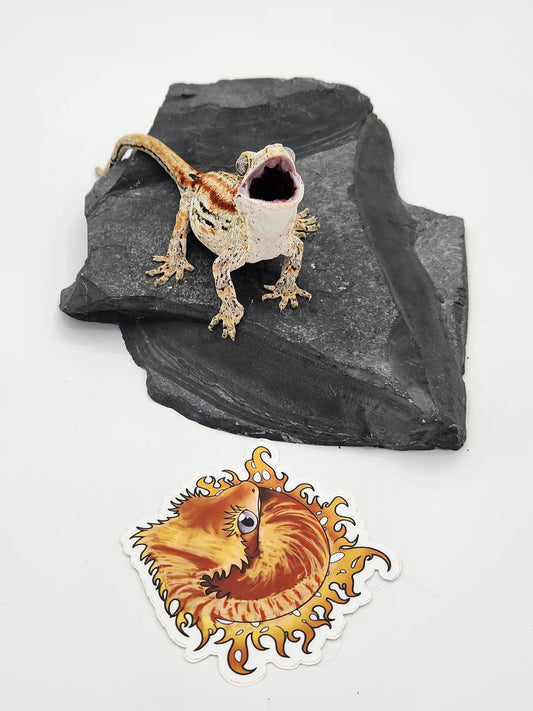 Gargoyle Gecko - Proven Breeder - Female DOB 06-30-16 (Smeagol x Frona)