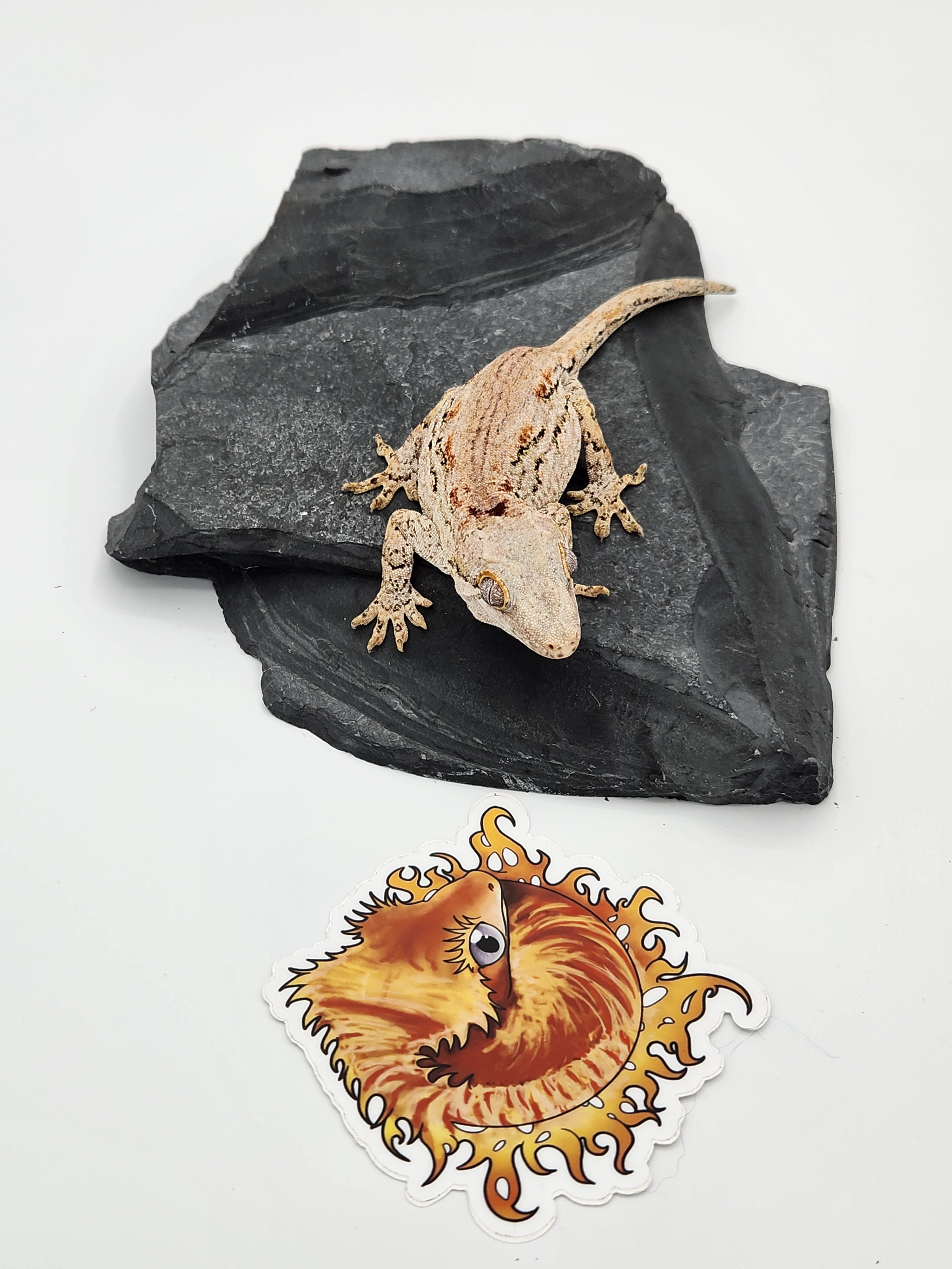 Gargoyle Geckos – Nova Reptiles