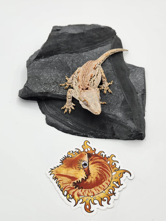 Gargoyle Gecko - Female (Venus x Valentine)