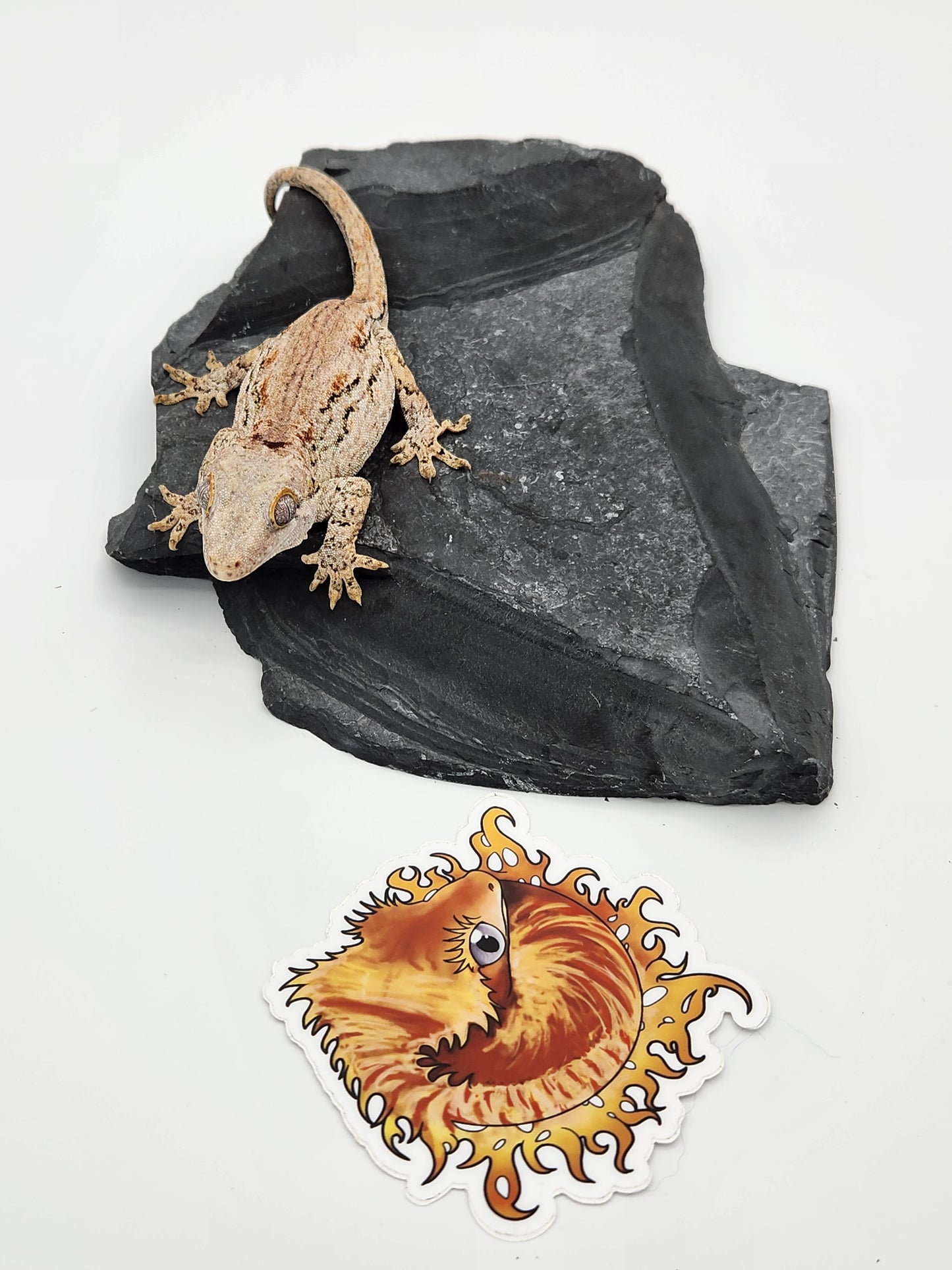 Gargoyle Gecko - Female (Venus x Valentine)