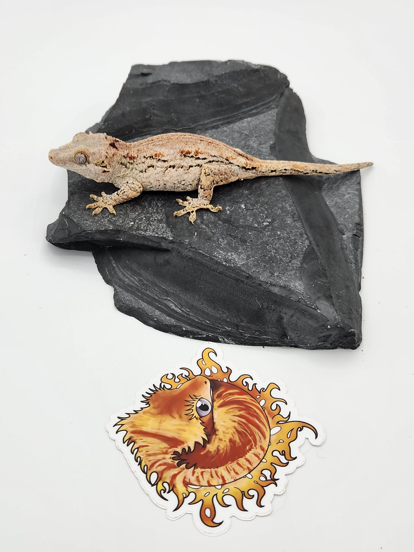 Gargoyle Gecko - Female (Venus x Valentine)