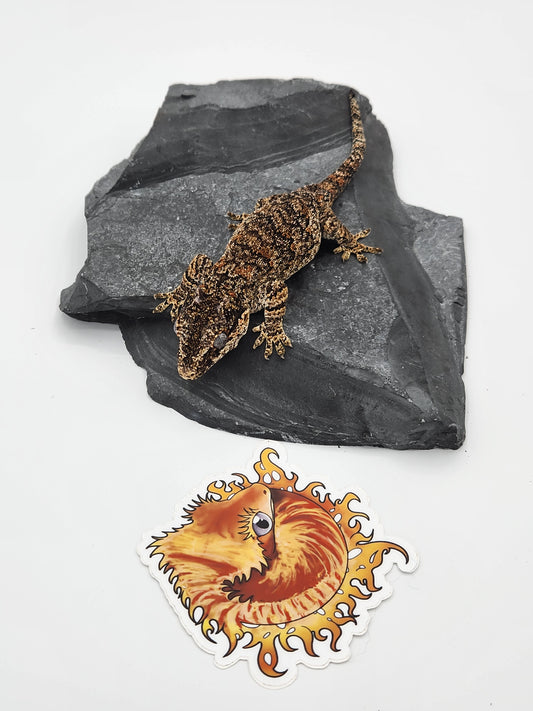 Gargoyle Gecko - Proven Breeder - Female (Key x Po 3)