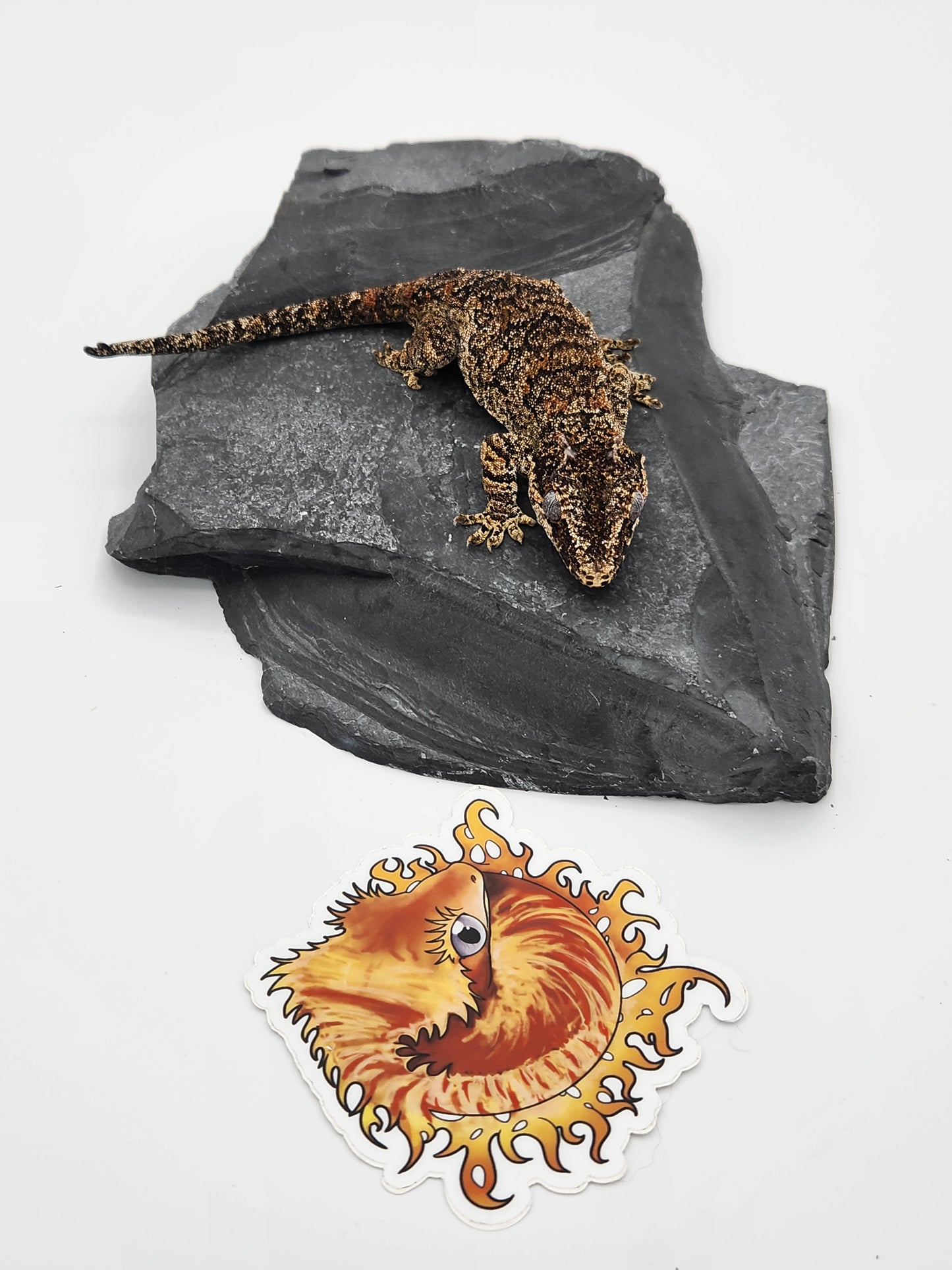 Gargoyle Gecko - Proven Breeder - Female (Key x Po 3)