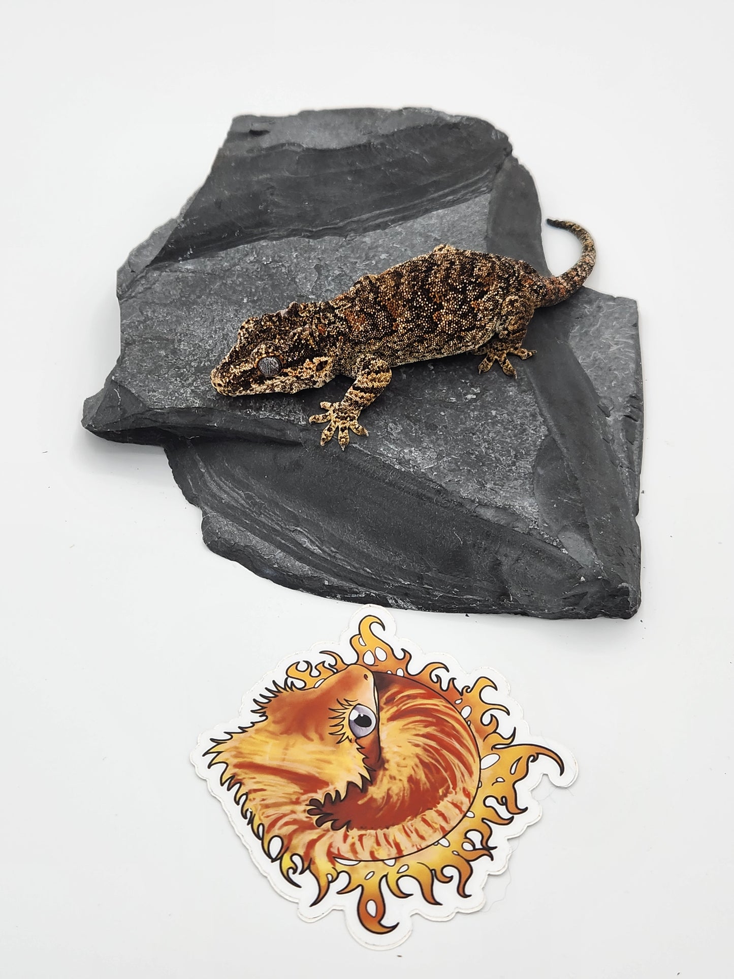 Gargoyle Gecko - Proven Breeder - Female (Key x Po 3)