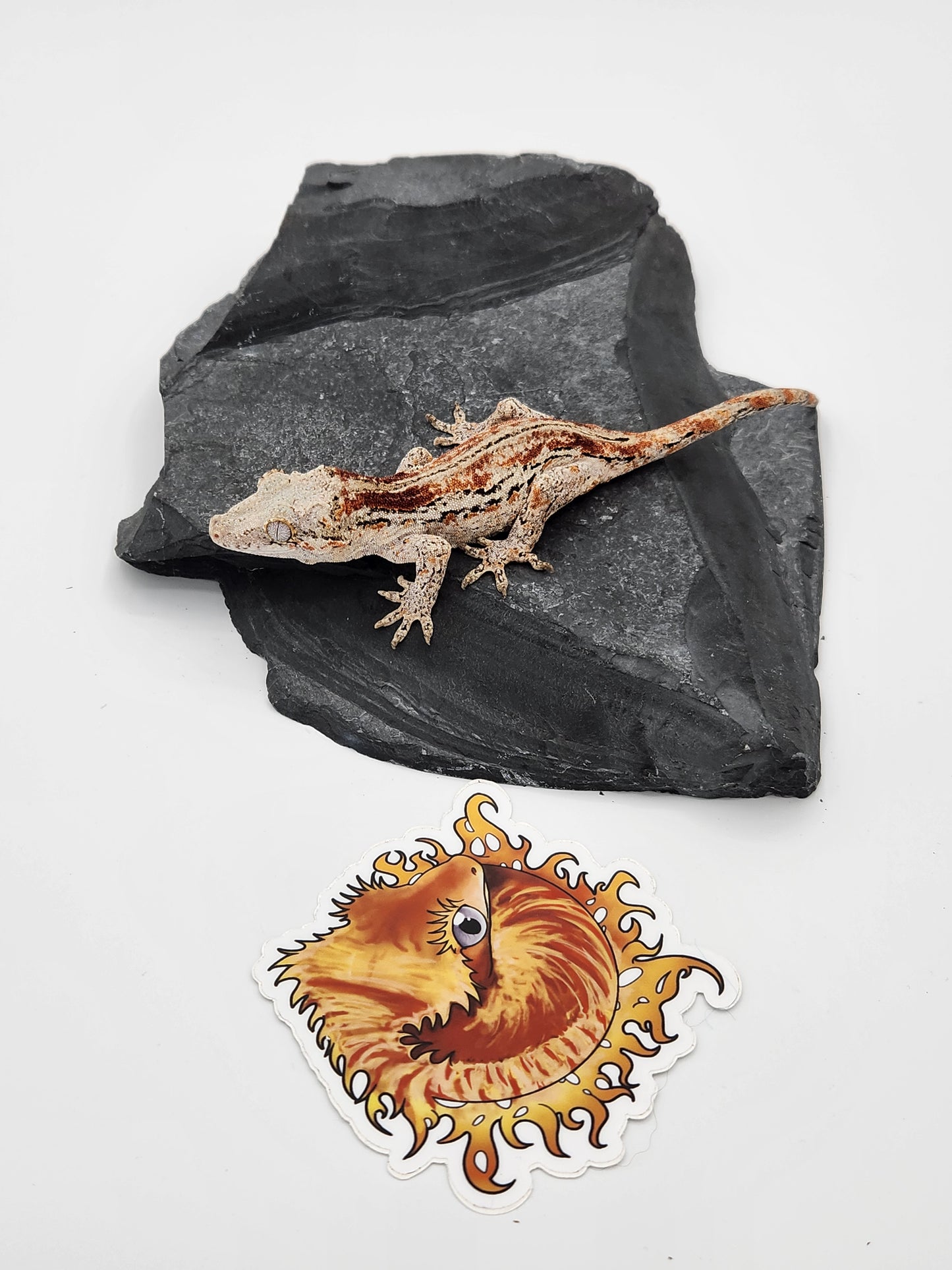 Gargoyle Gecko - Female DOB 07-22-22 (Griffin x Licorice)