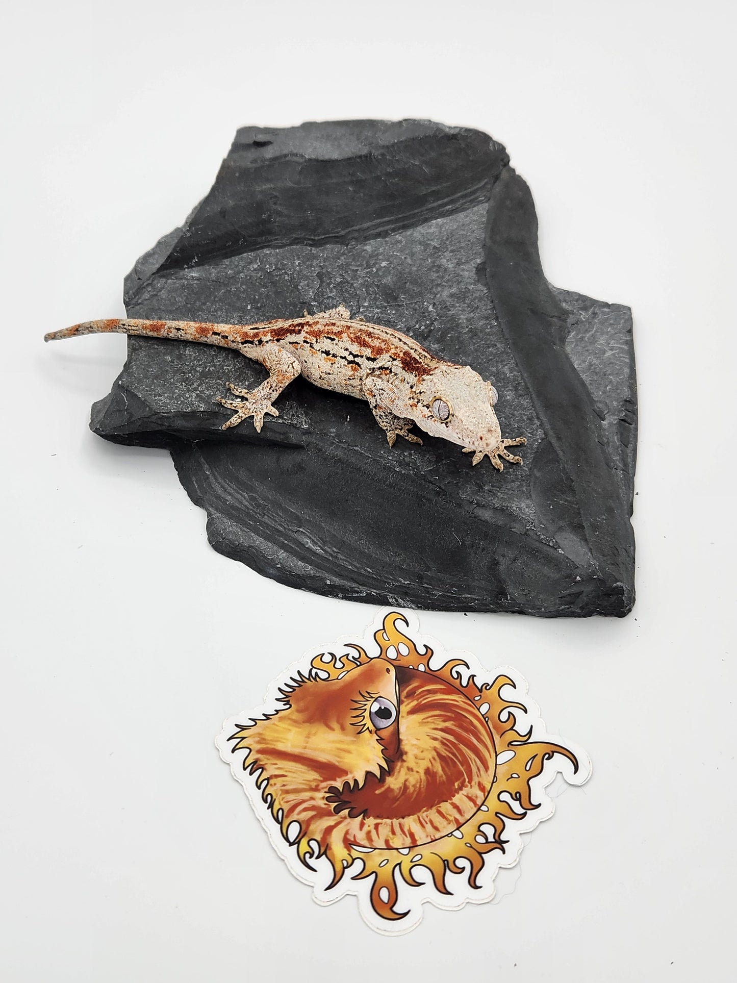 Gargoyle Gecko - Female DOB 07-22-22 (Griffin x Licorice)