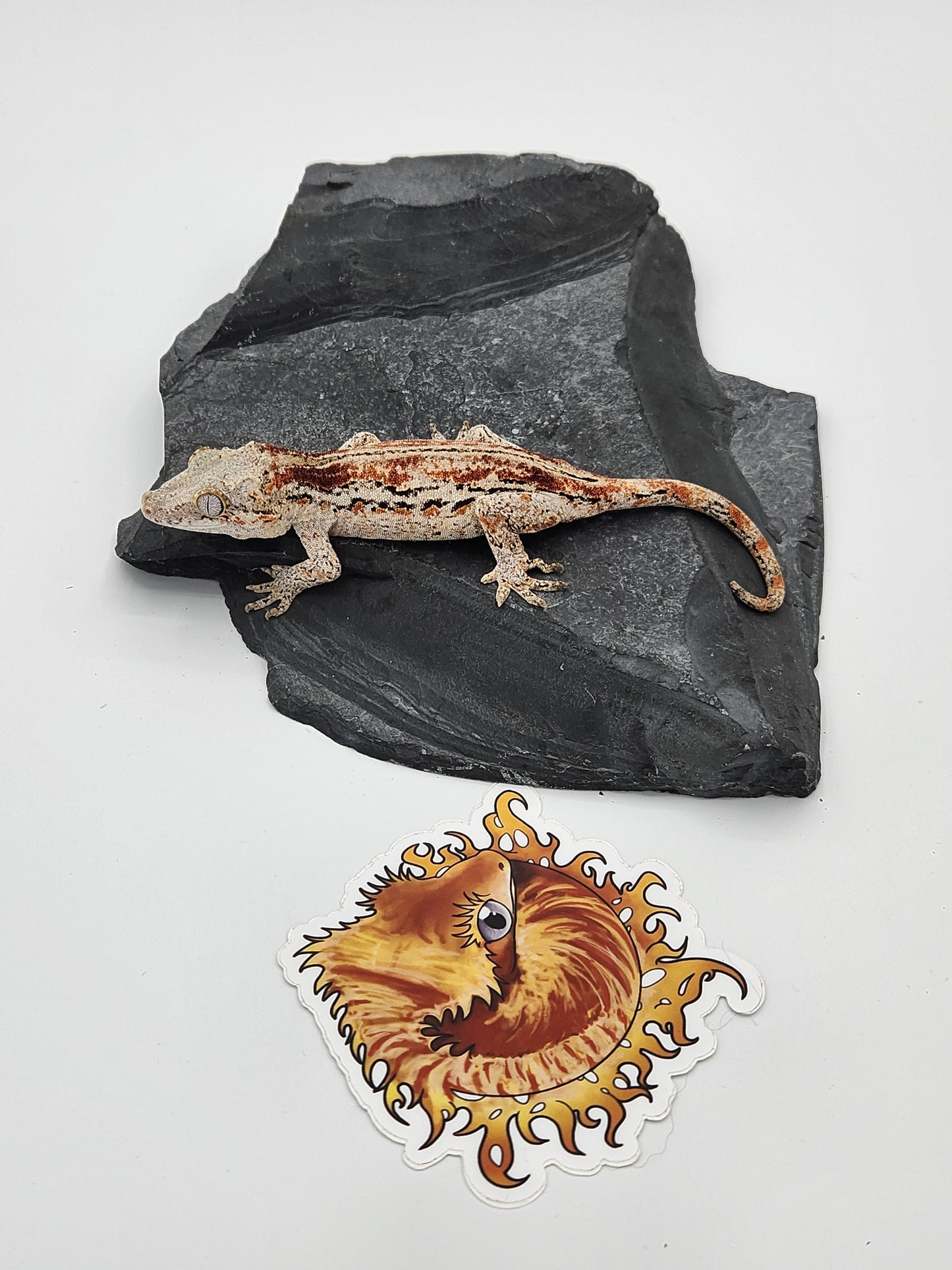 Gargoyle Gecko - Female DOB 07-22-22 (Griffin x Licorice)