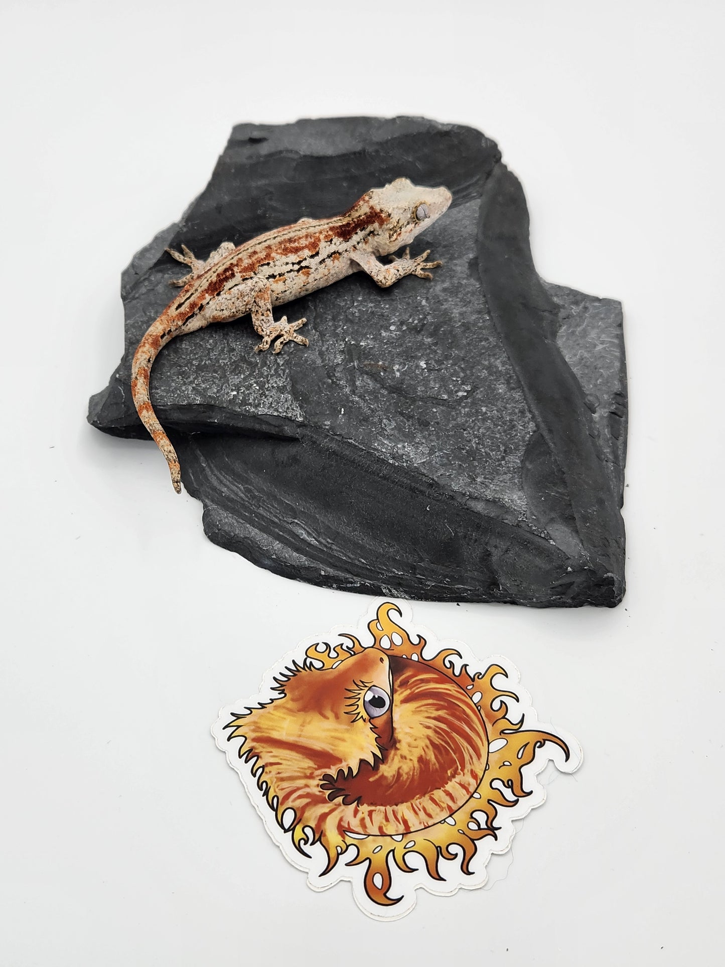 Gargoyle Gecko - Female DOB 07-22-22 (Griffin x Licorice)