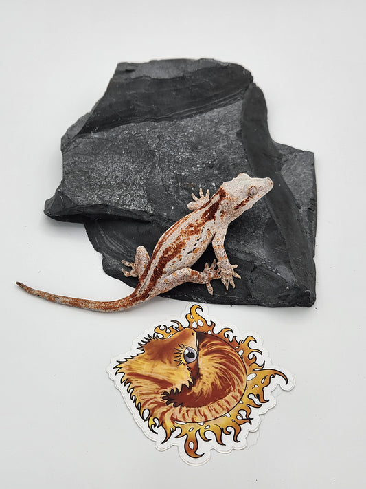 Gargoyle Gecko - Female DOB 11-16-22 (Cherry Red x SmFr)